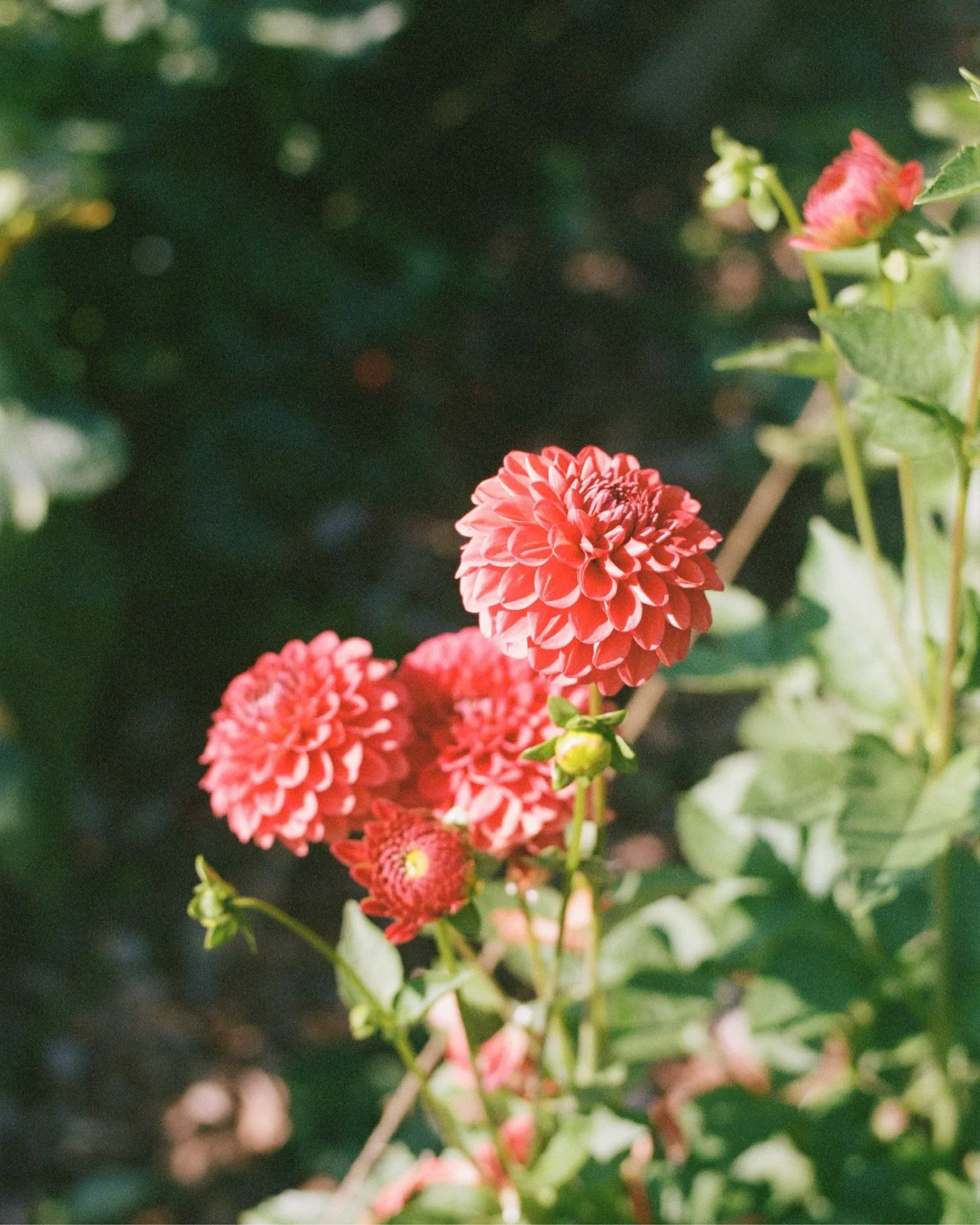 flowers on film 🌼🎞️ #filmisnotdead