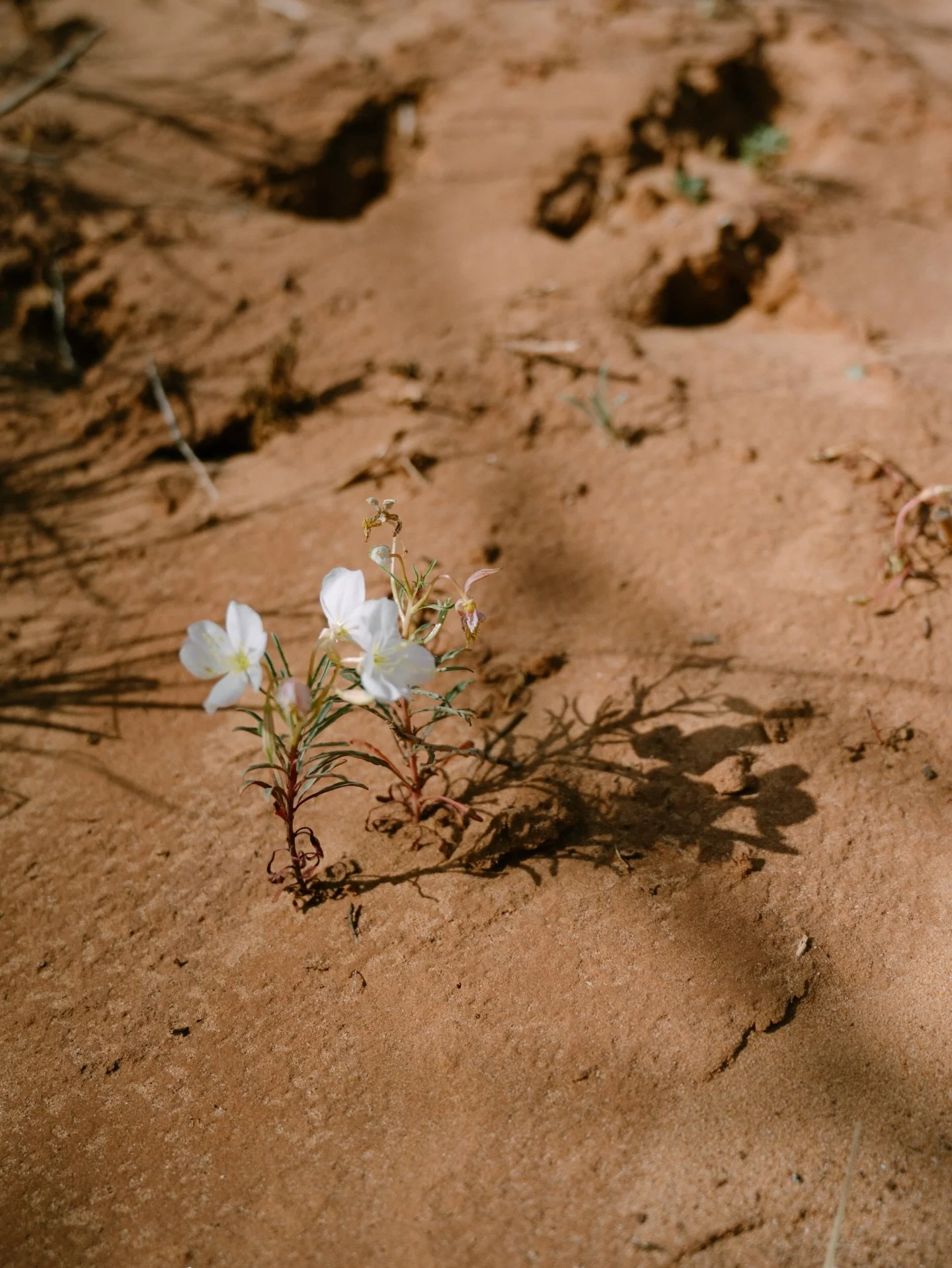 BYOT (bring your own tripod) 🤍

#moabphotographer #ilovethedesert #selfportraits