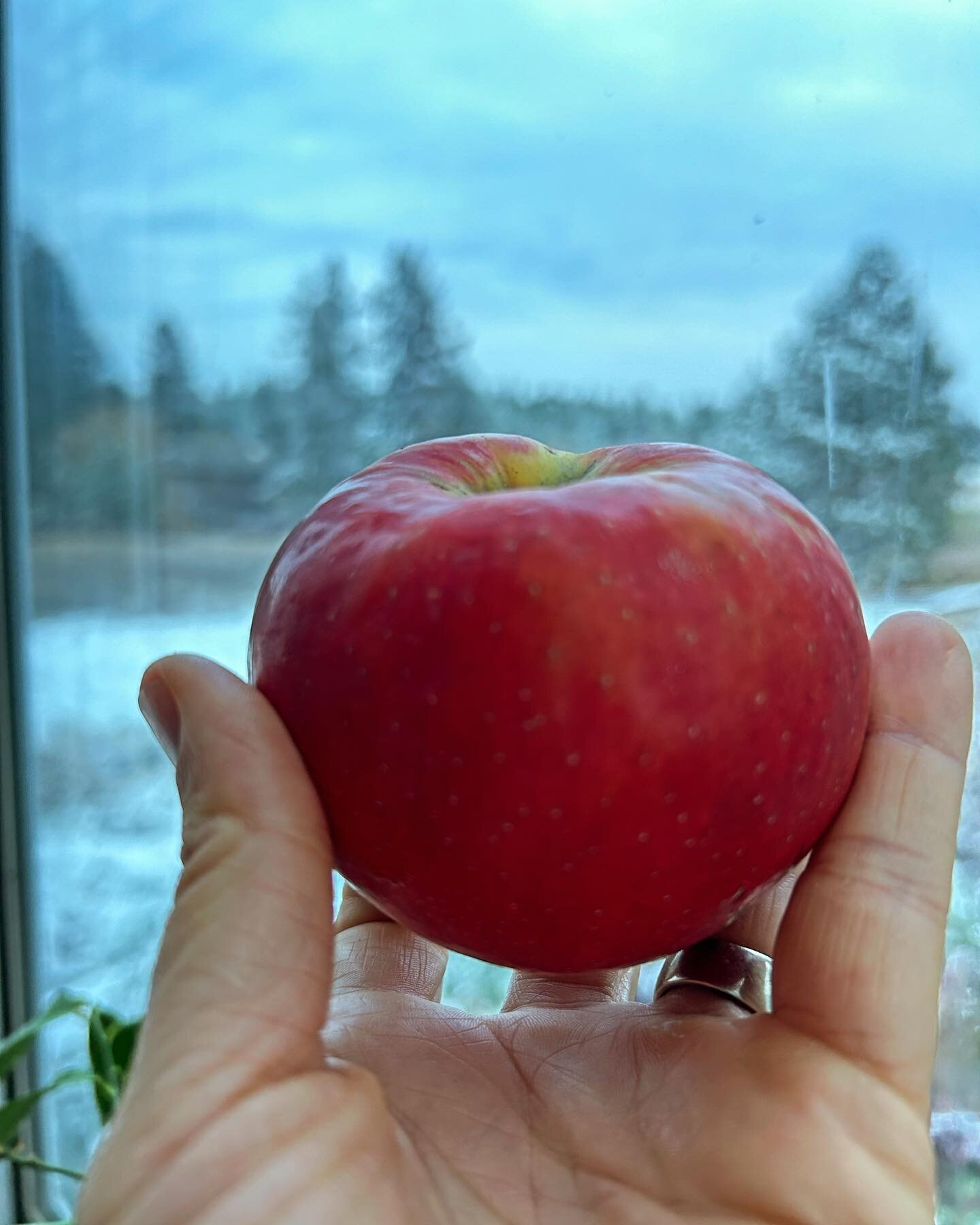 Today is the day- the last Thursday Market of another wonderful season. And what a last day it is! 🌬

My list includes:
Bulk: carrots, potatoes, squash, onions, apples, and beef
A gallon of honey
Frozen Tamales
A gallon of cider
Coffee beans
Candles