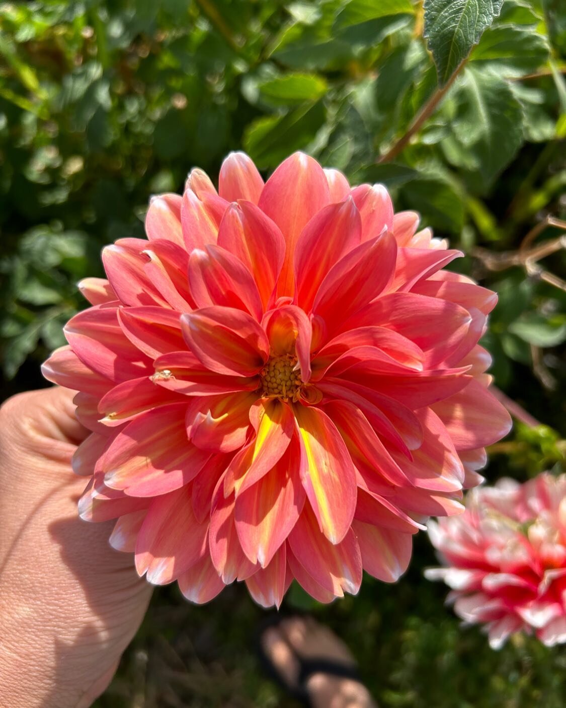 It's October and we still have dahlias! Come see for yourself! 

TODAY, 3-7: Grant Park. We have juicy tree fruit, crisp ripe apples, tasty treats, fire cider, candles, and more! more! more!

KERNEL today is all about GOURDS! From rattles, to bird ho