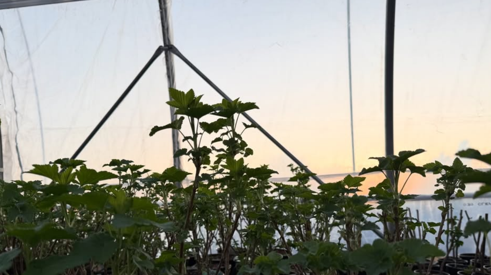  VERDANT FARMS 