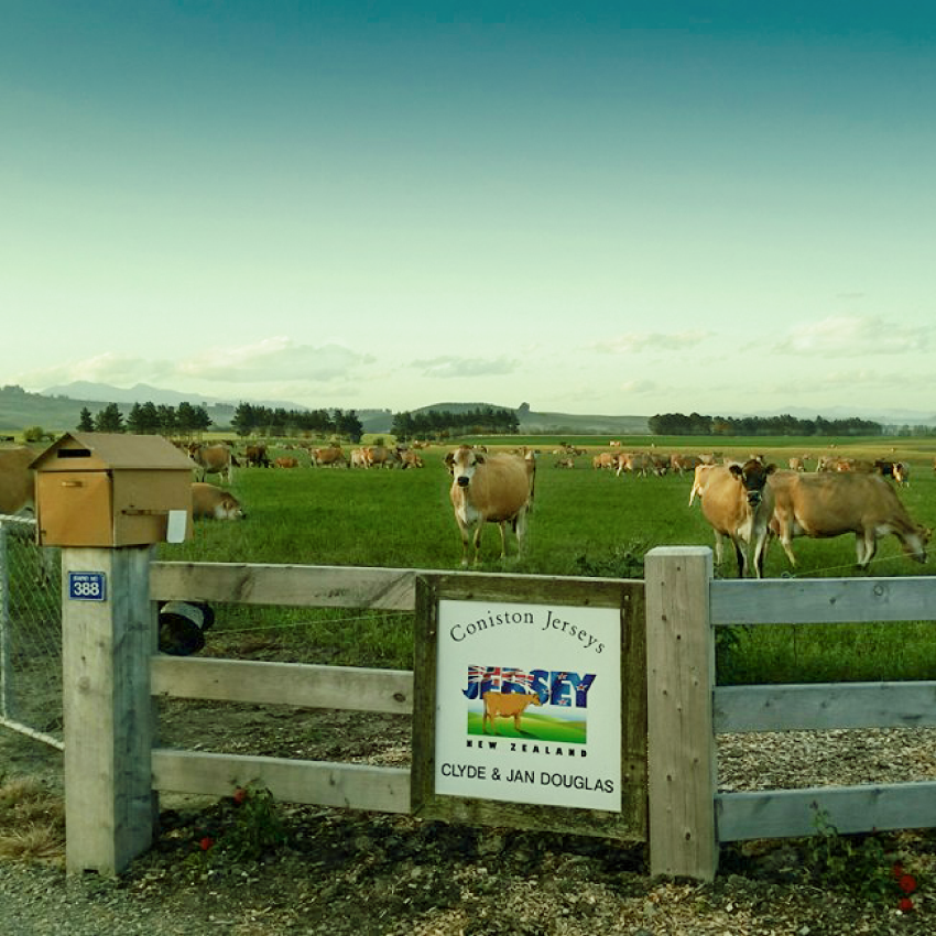 cows testimony.jpg