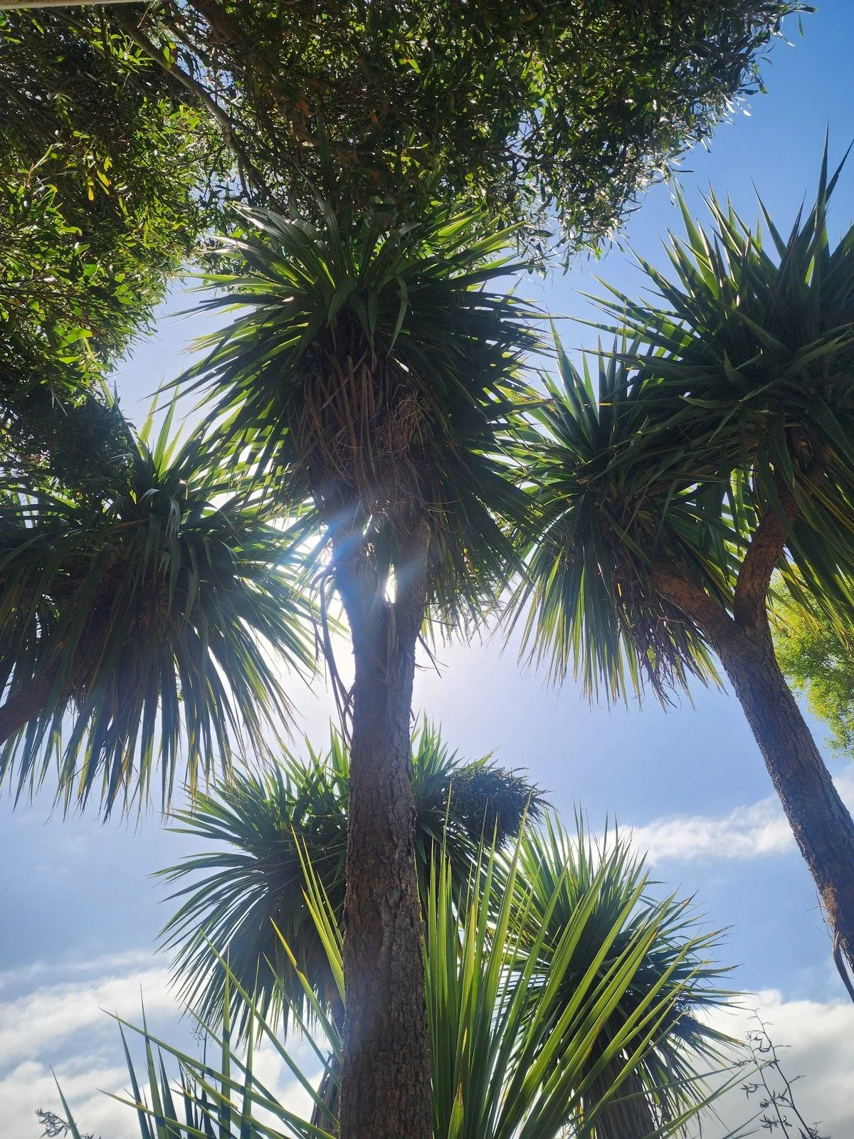 cabbage-tree-width_1200.jpeg
