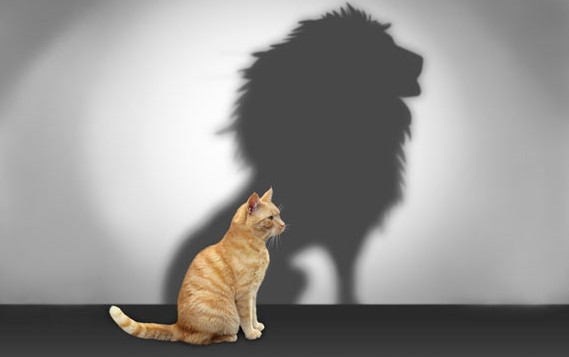 motivation_cat.jpg