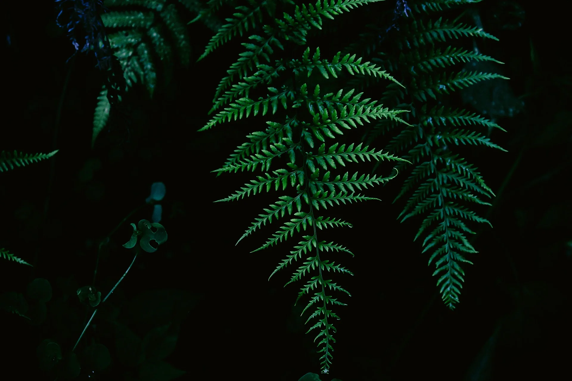 fern-1836429_1920.jpg