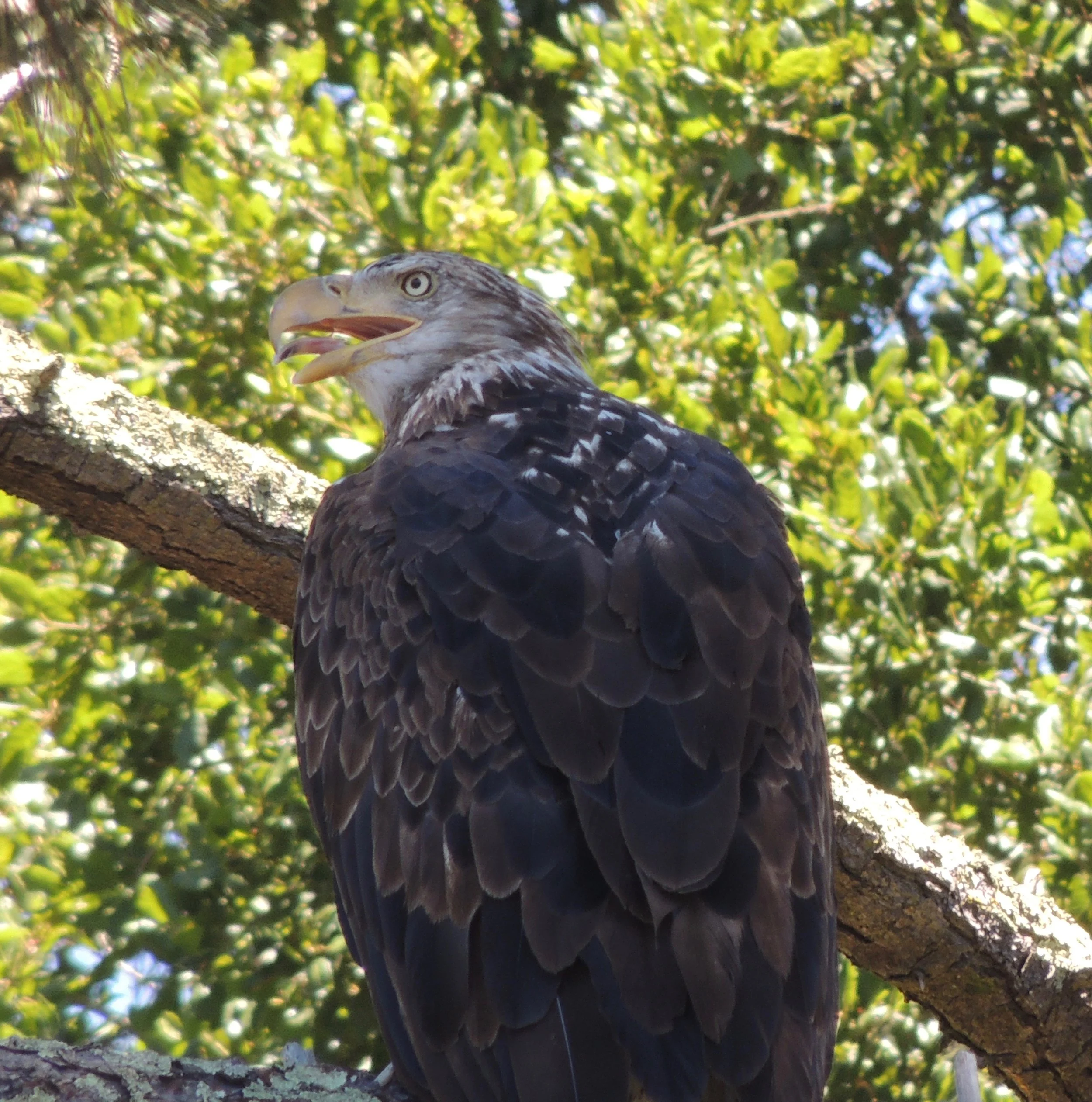 Bald eagle seen during reservoir clean-up