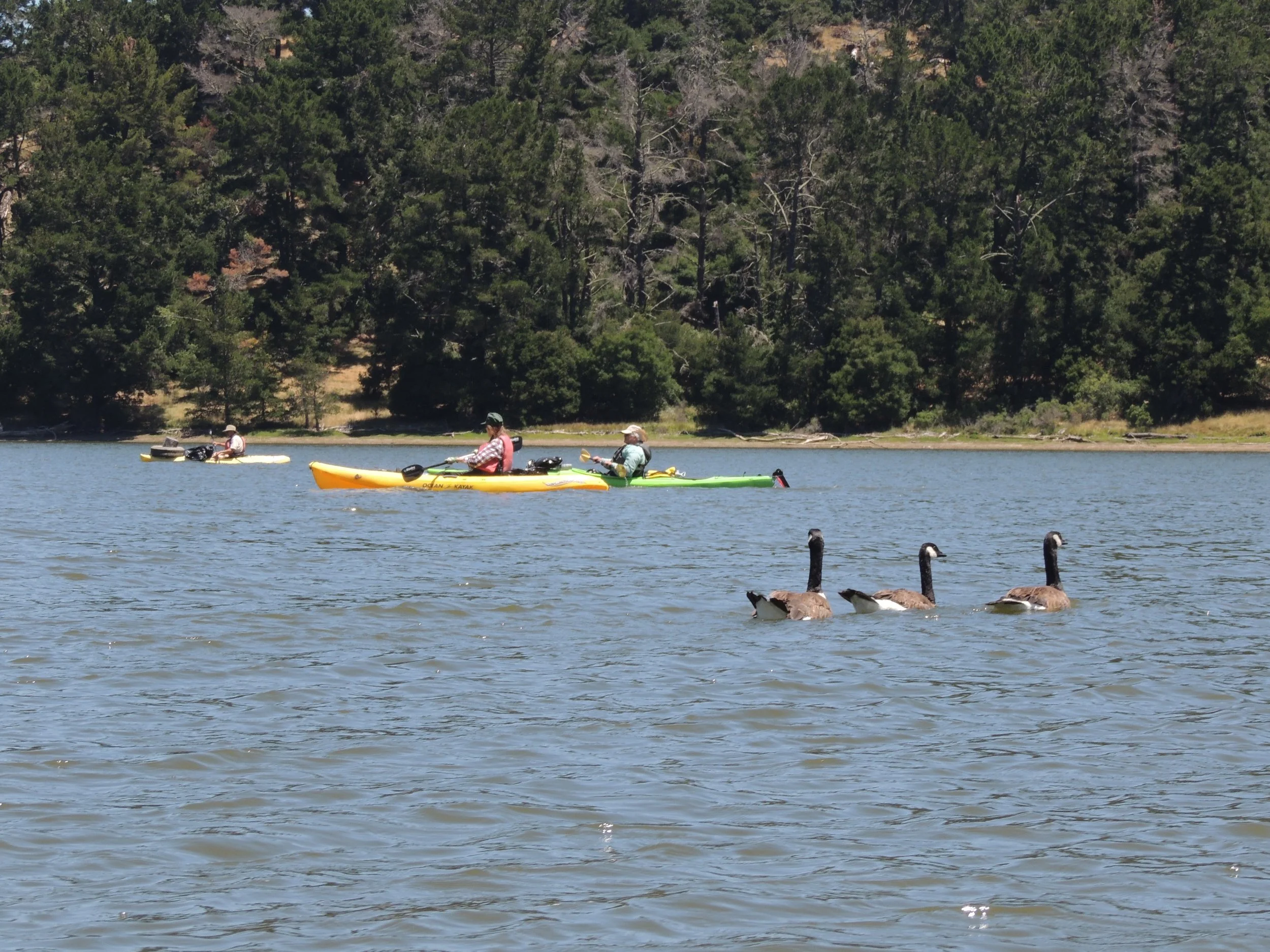geese and crew.jpg