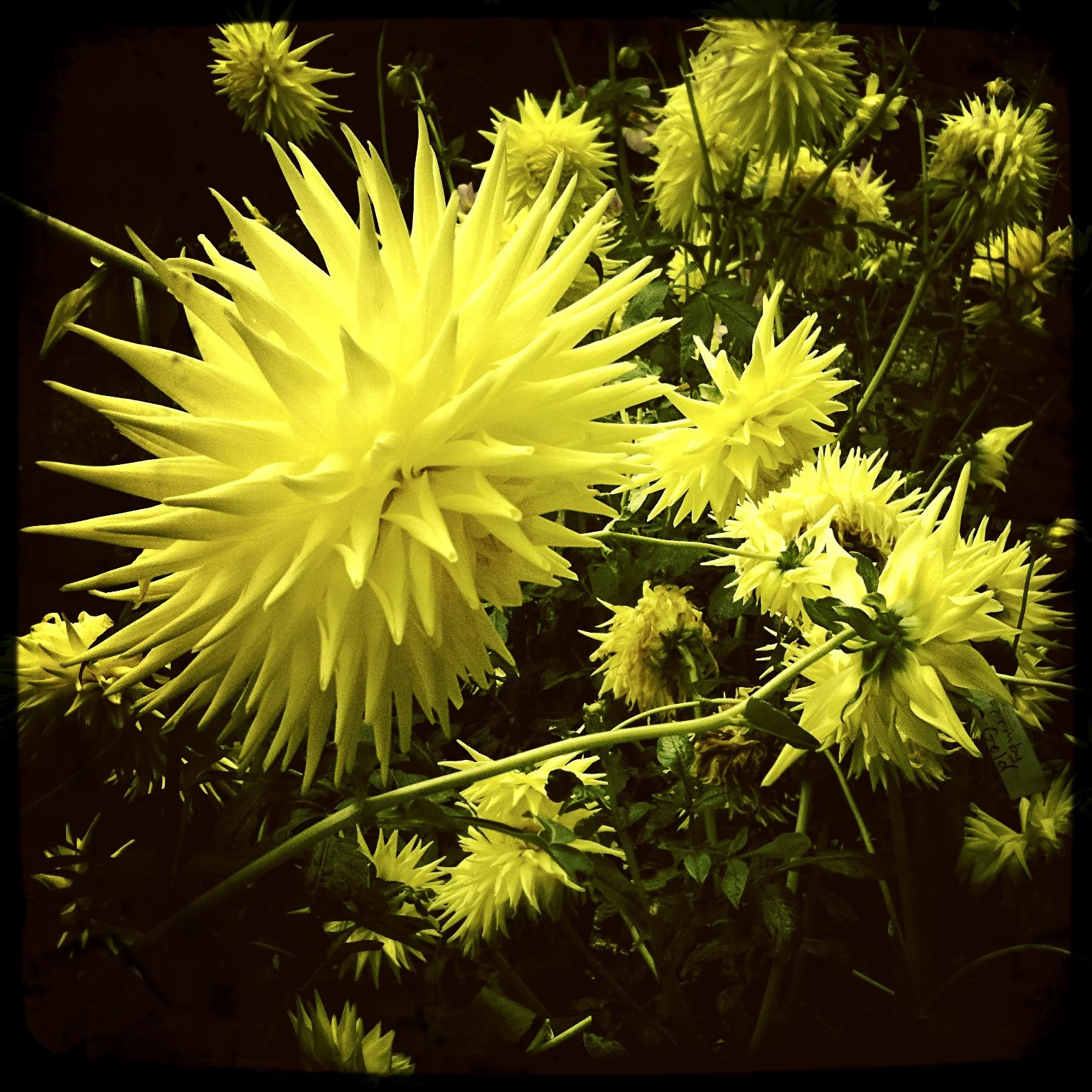 FunkyFlowers.jpg