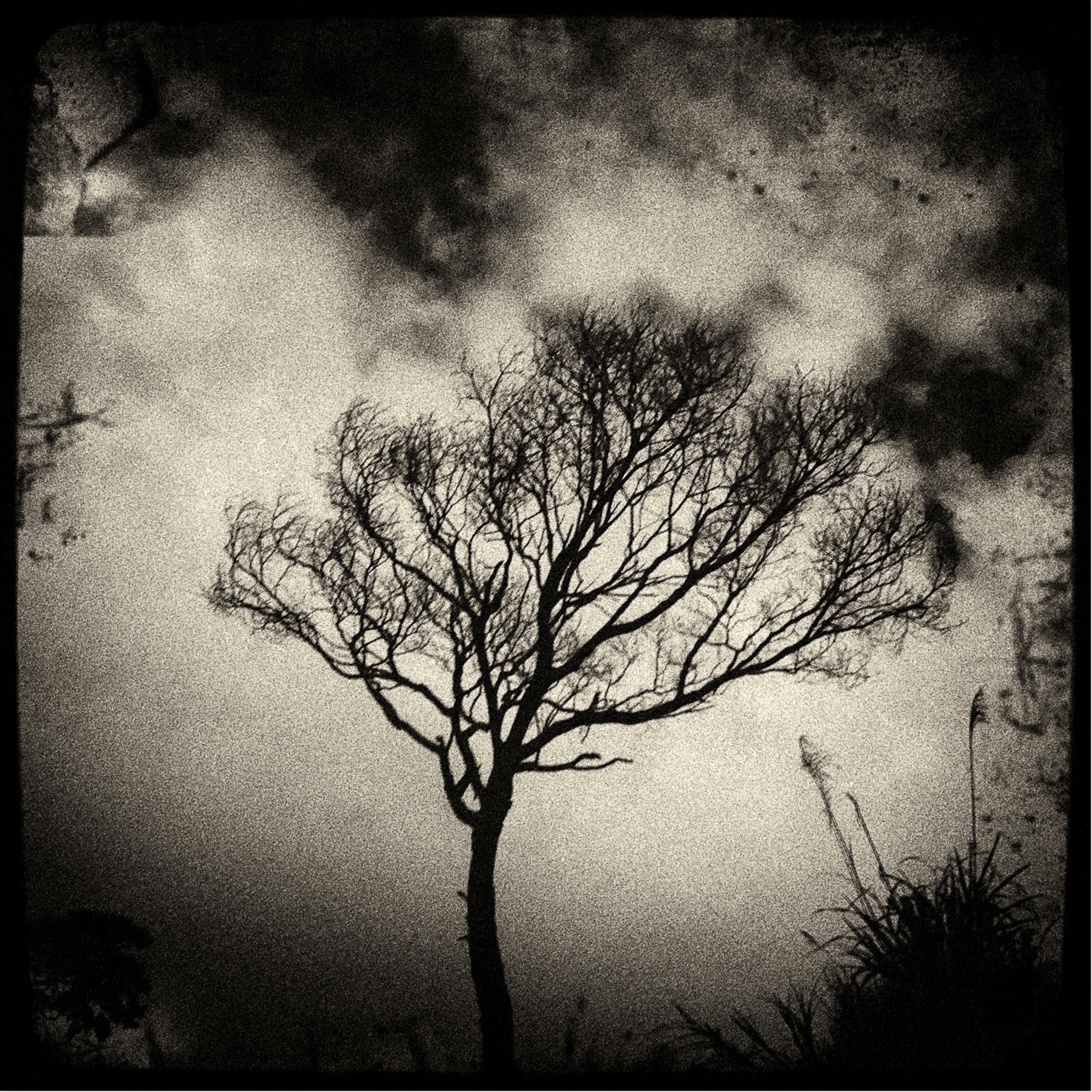 PhotoRag_BL_GnarlyTree.jpg