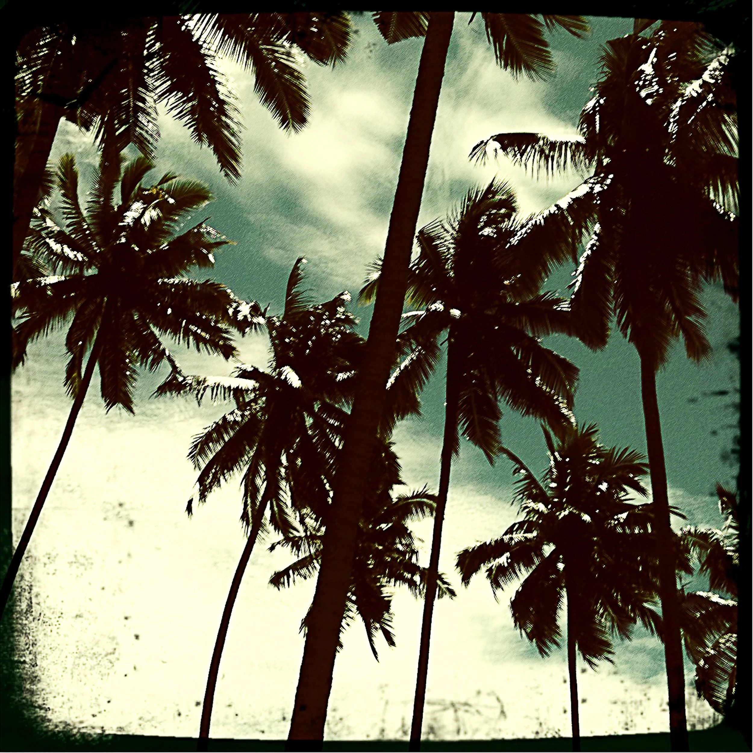 PhotoRag_BL_Palms.jpg