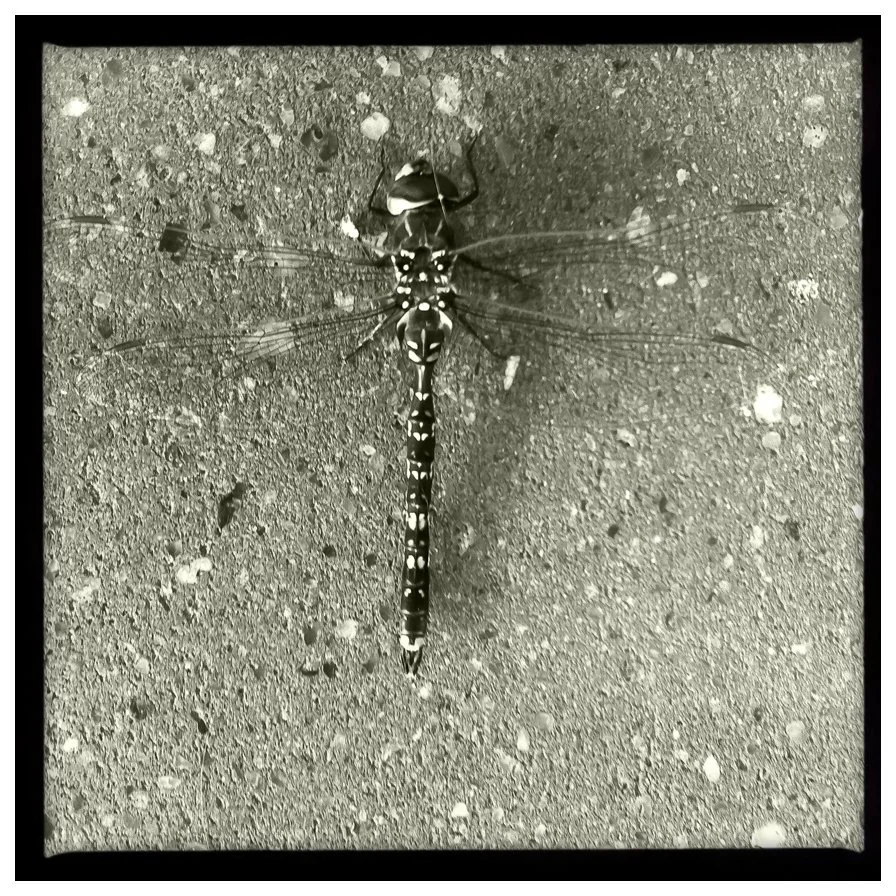 Dragonfly.jpg