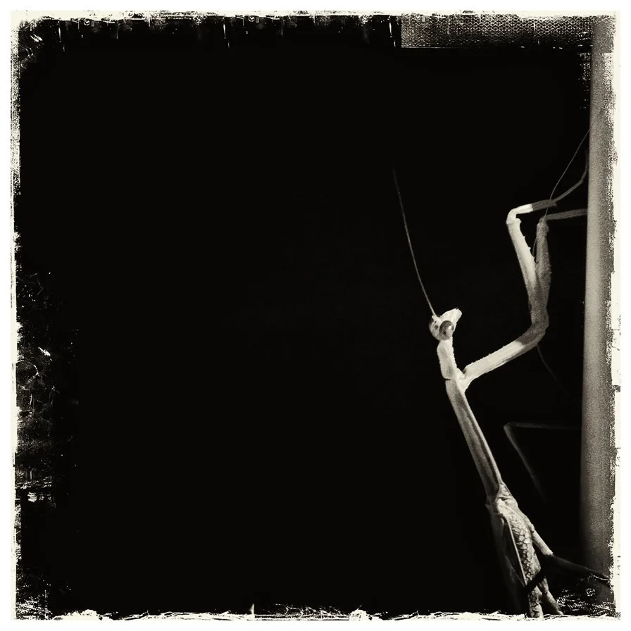 Mantis.jpg