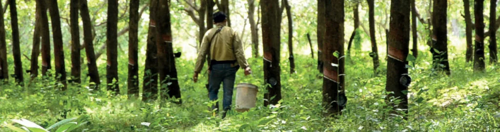 Rubber Forest.jpg