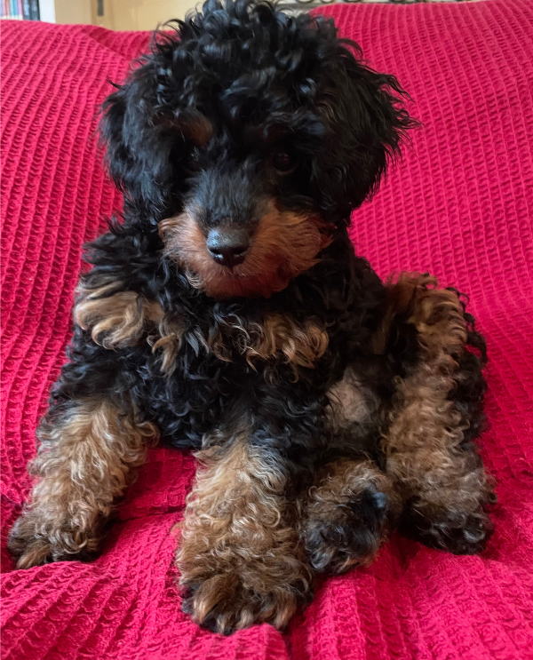 puppy.png