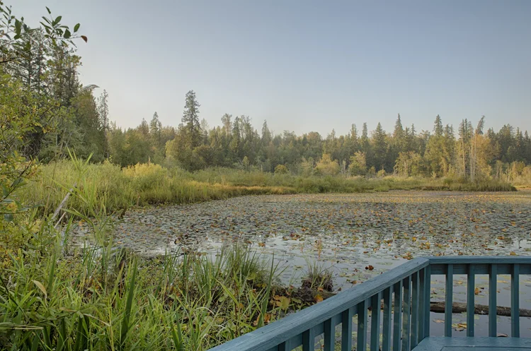 Lily pad marsh and tall grasses seen from a blue-railed dock, Graham lakeshore