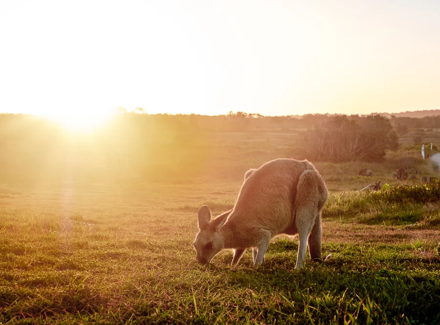 Sunset Grazing