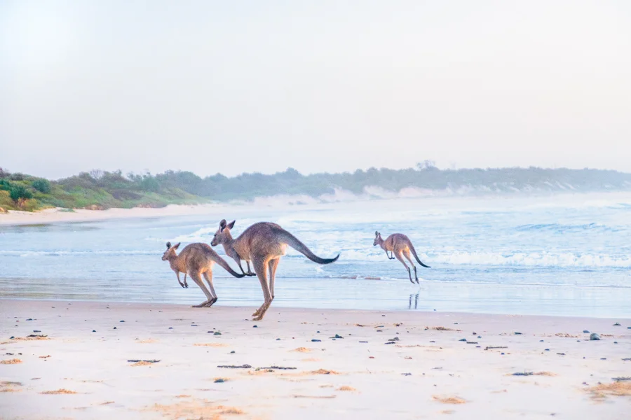 Roo Family