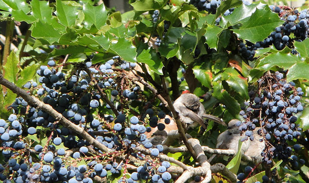 Birds on oregon grape by Jessie Hey .