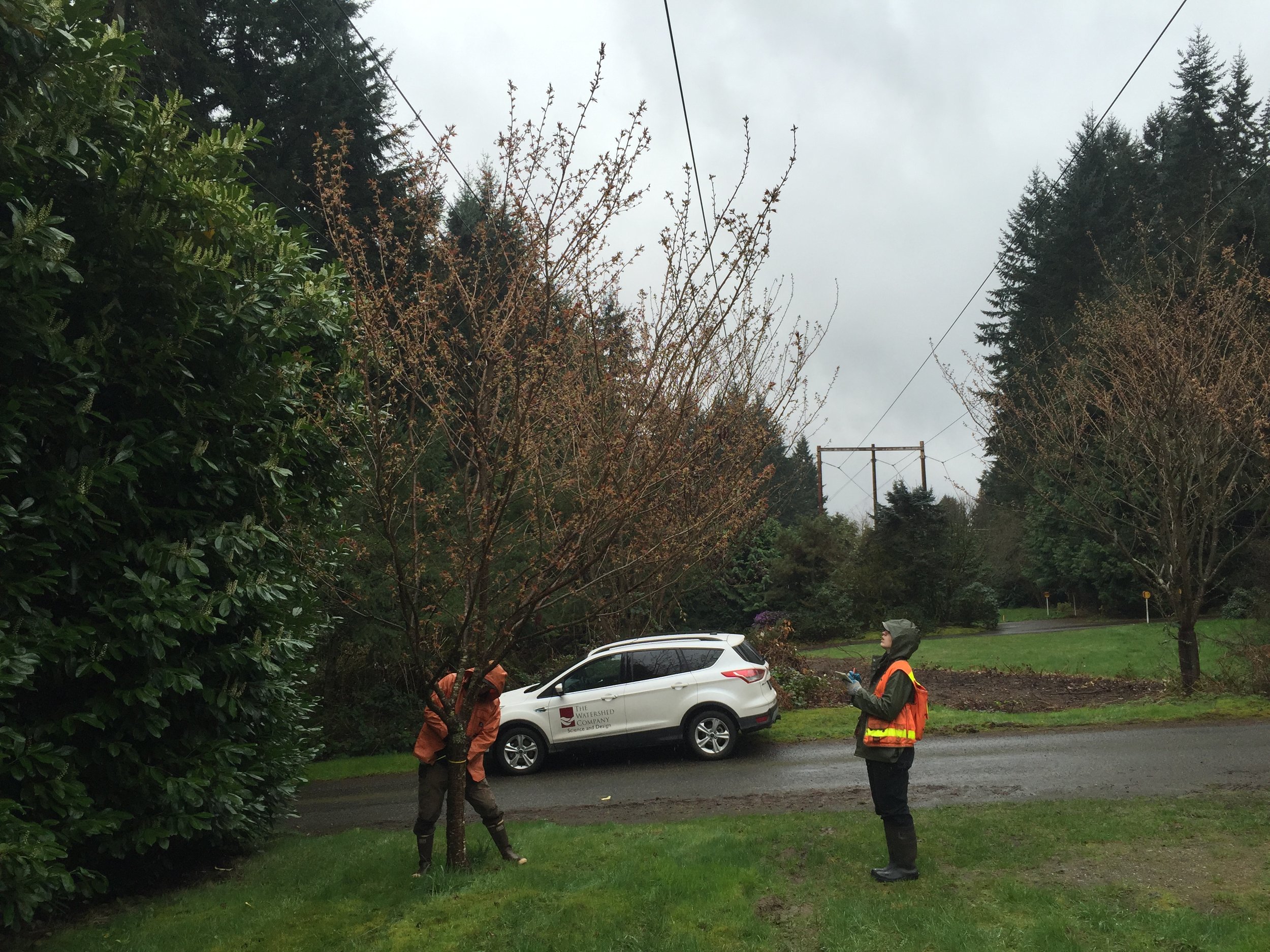 Arborist Services