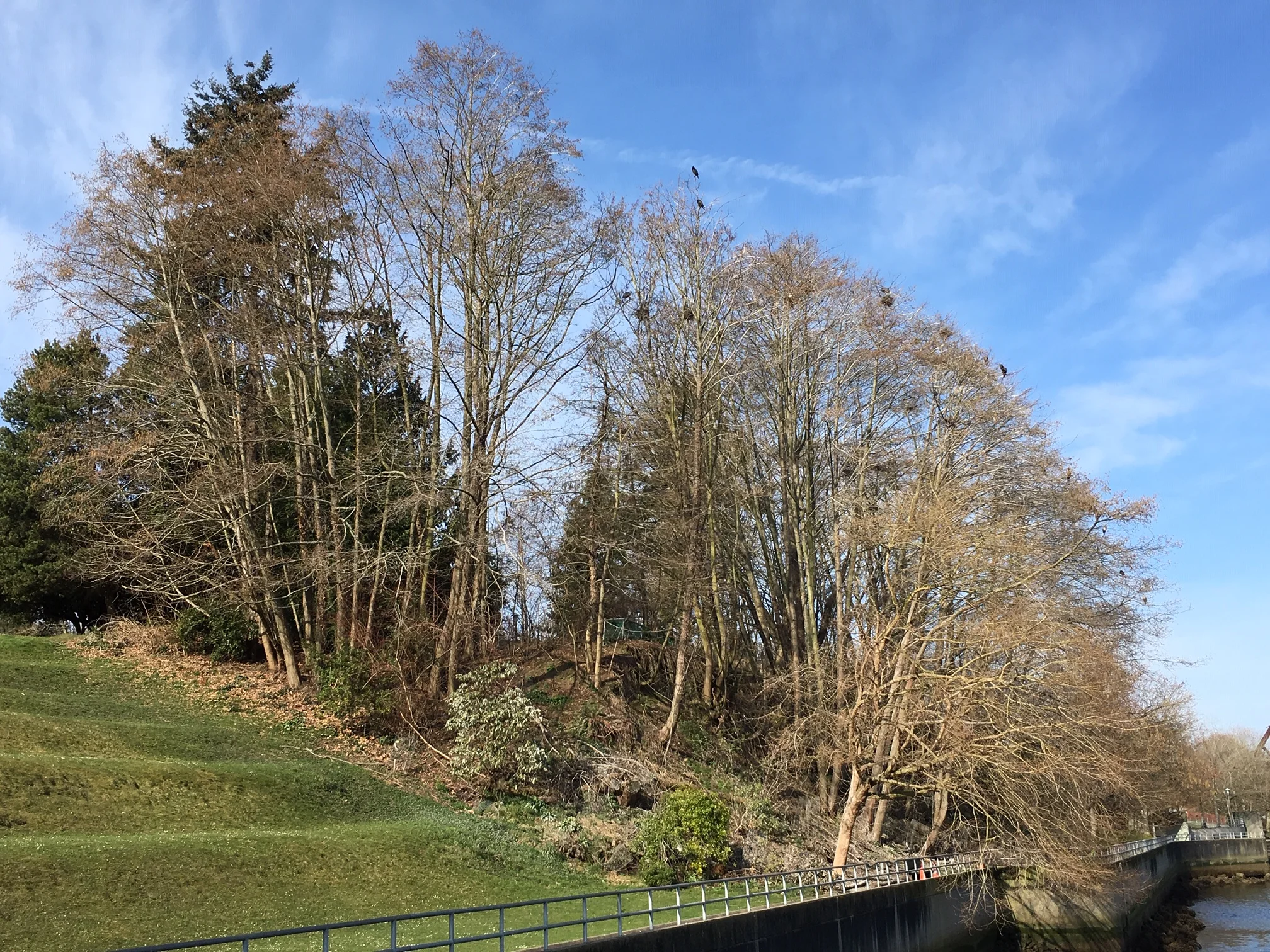 Priority Species Profile: Great Blue Heron