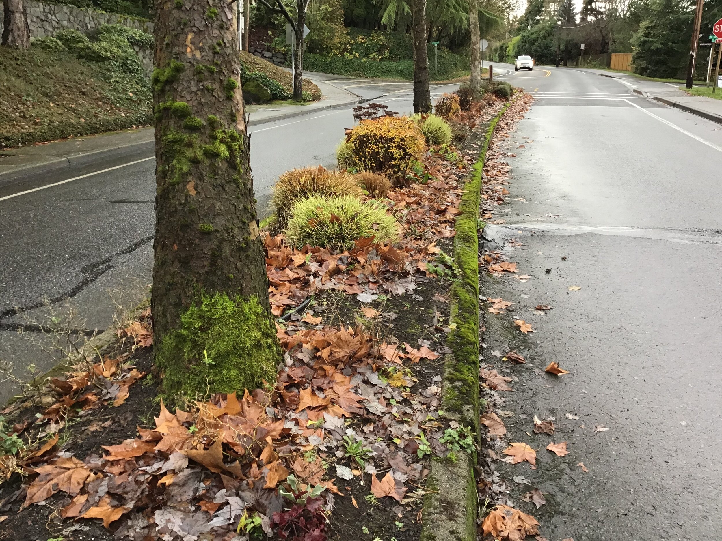 Mercer Island Tree Inventory and Infrastructure Assessment