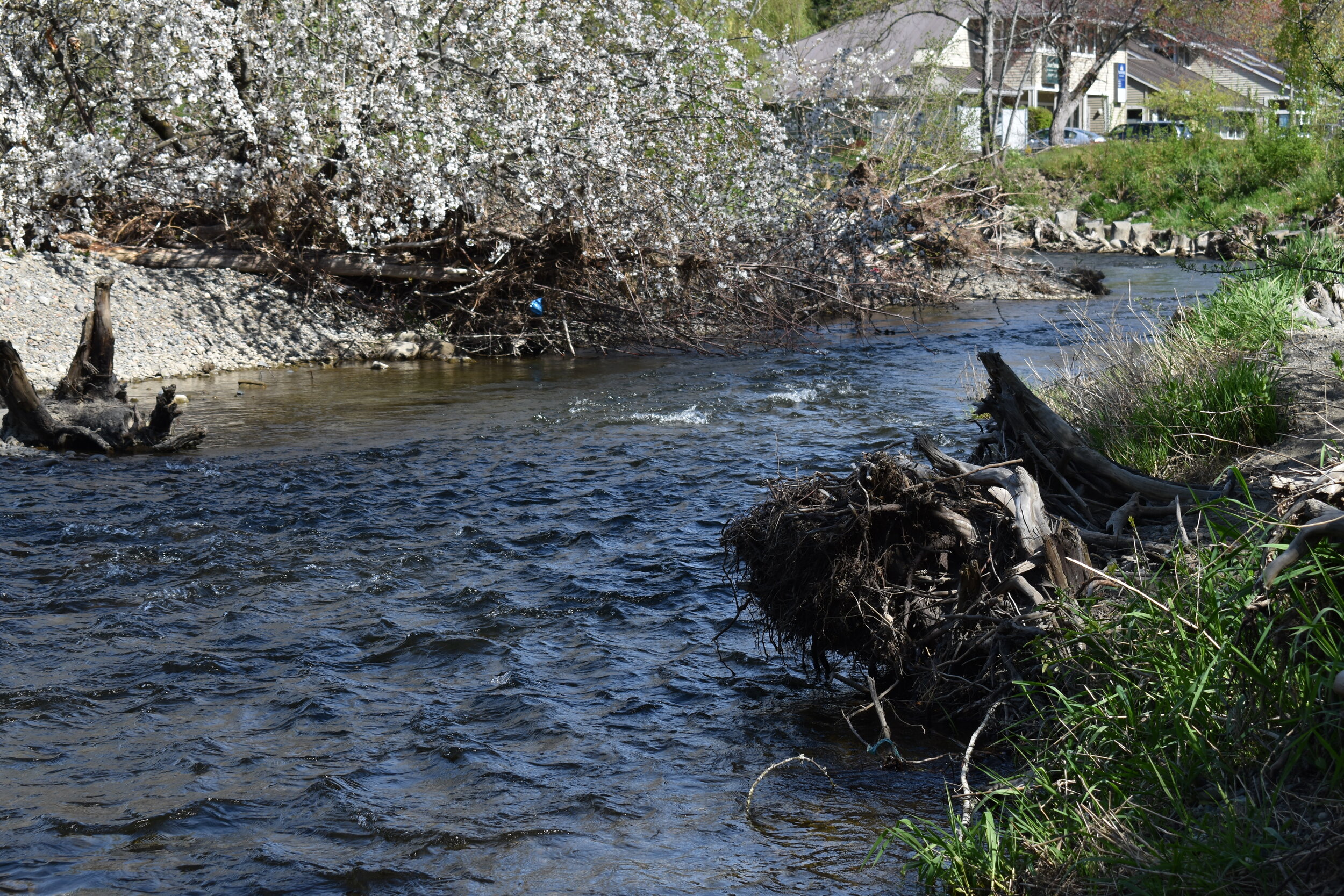 Salmon Run down creek.jpeg