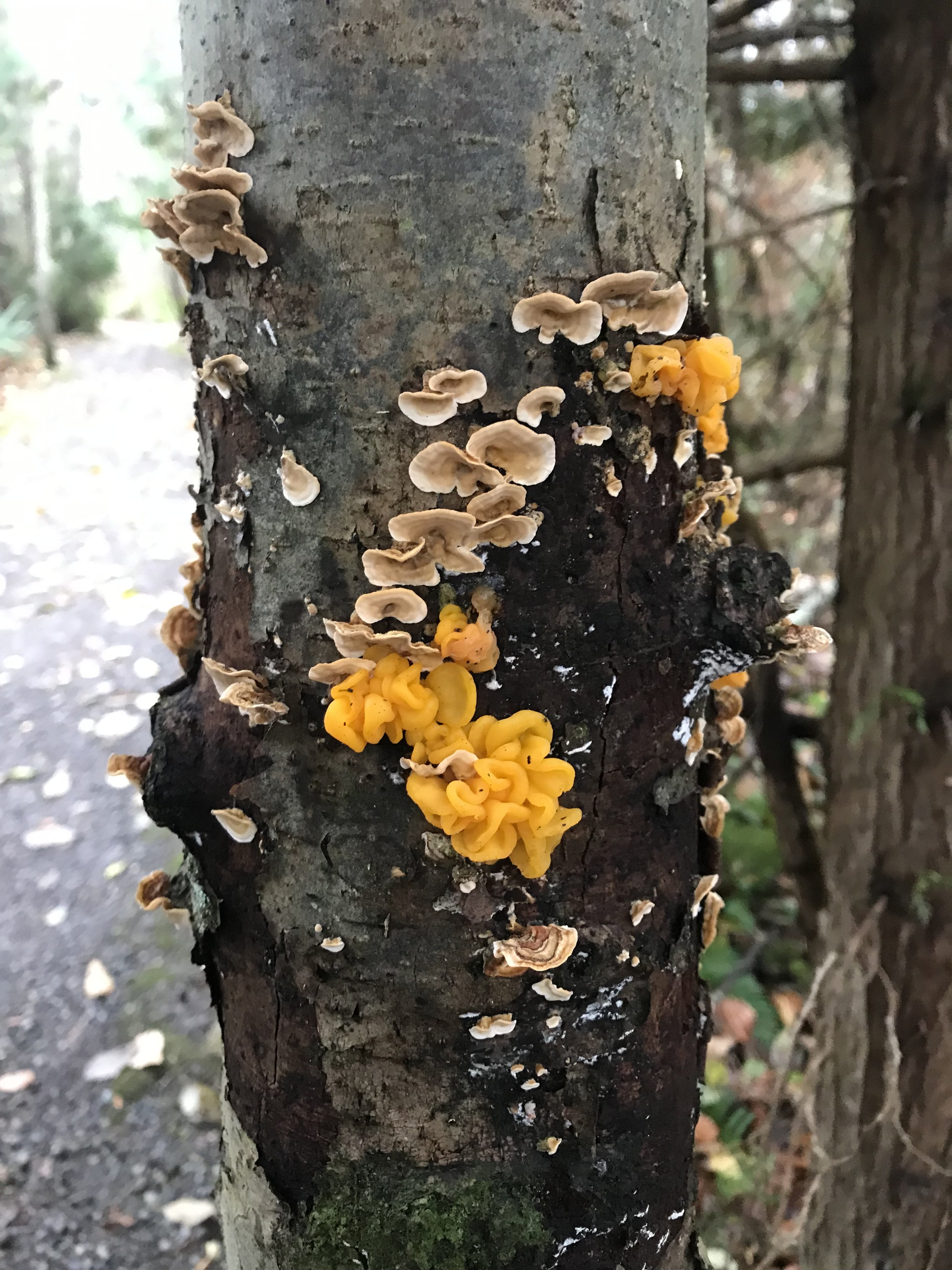  Nobody planned for this orange “witch’s butter” to sprout up in these water-loving woods. 
