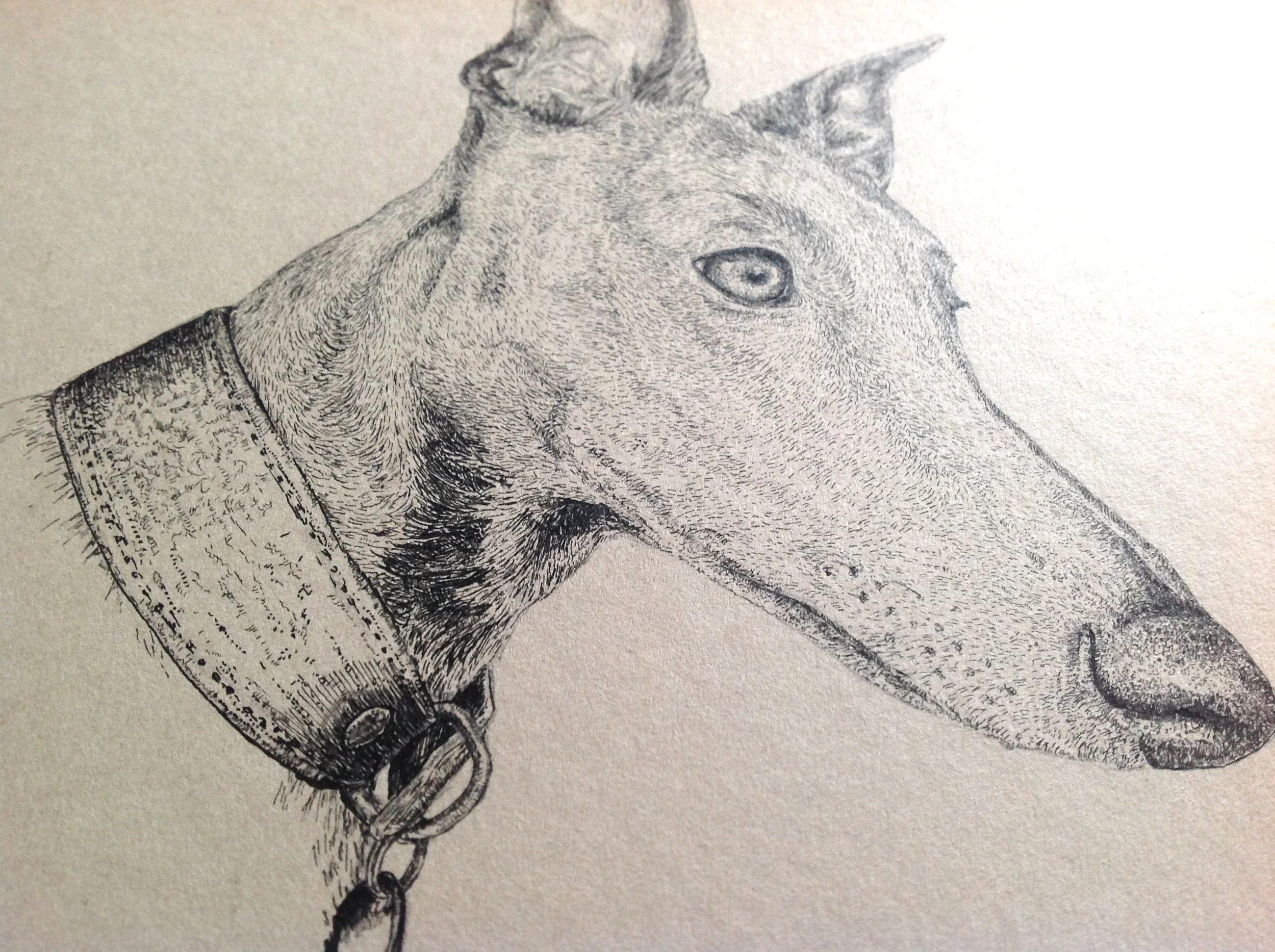 My 9 month old whippet Baxter is a handsome fella.