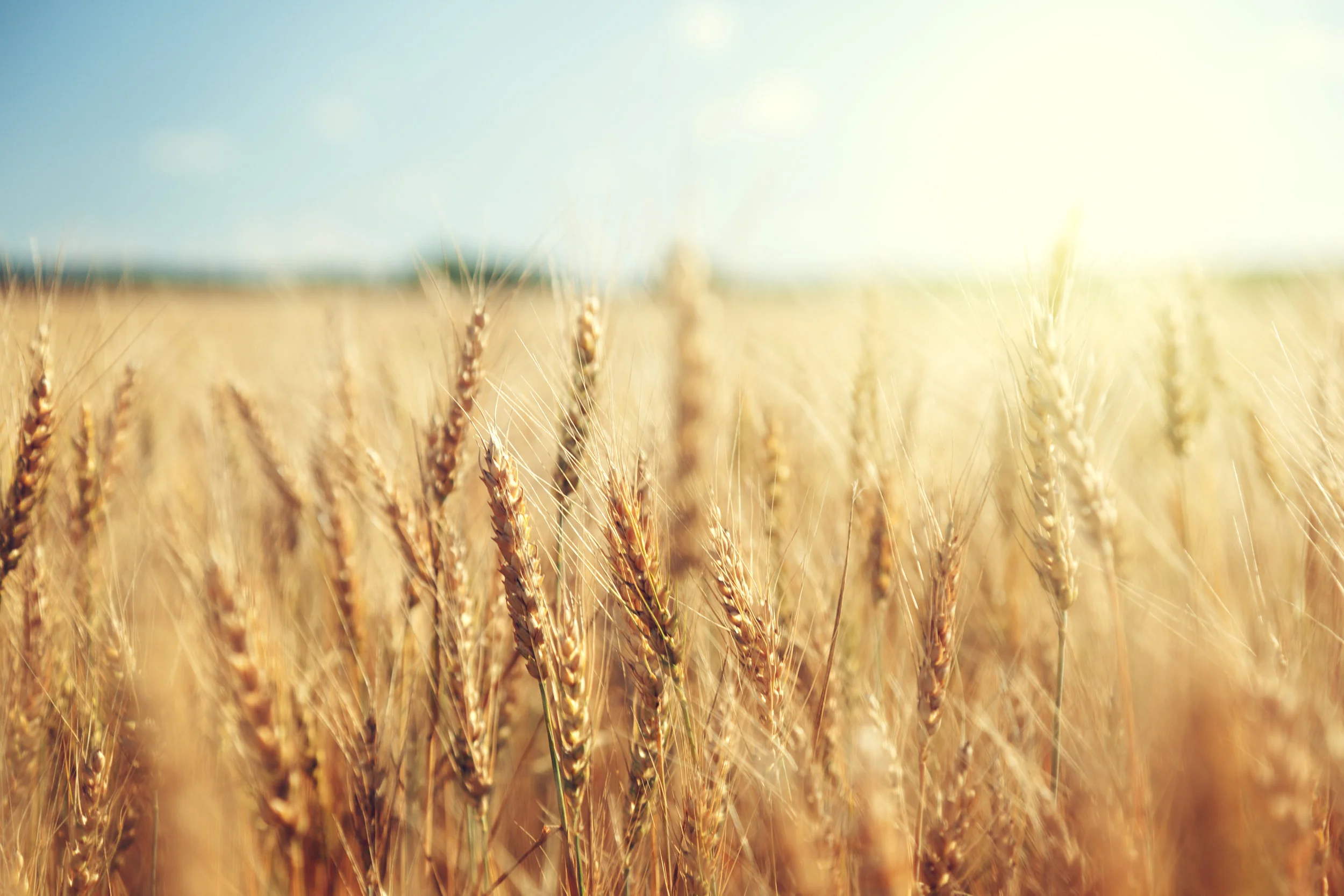 iStock-508908231.jpg