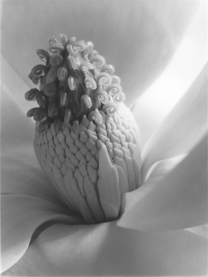 Magnolia, Tower of Jewels , 1925