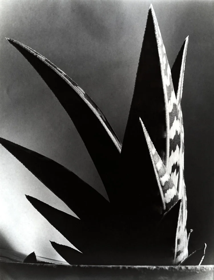 Aloe , 1925
