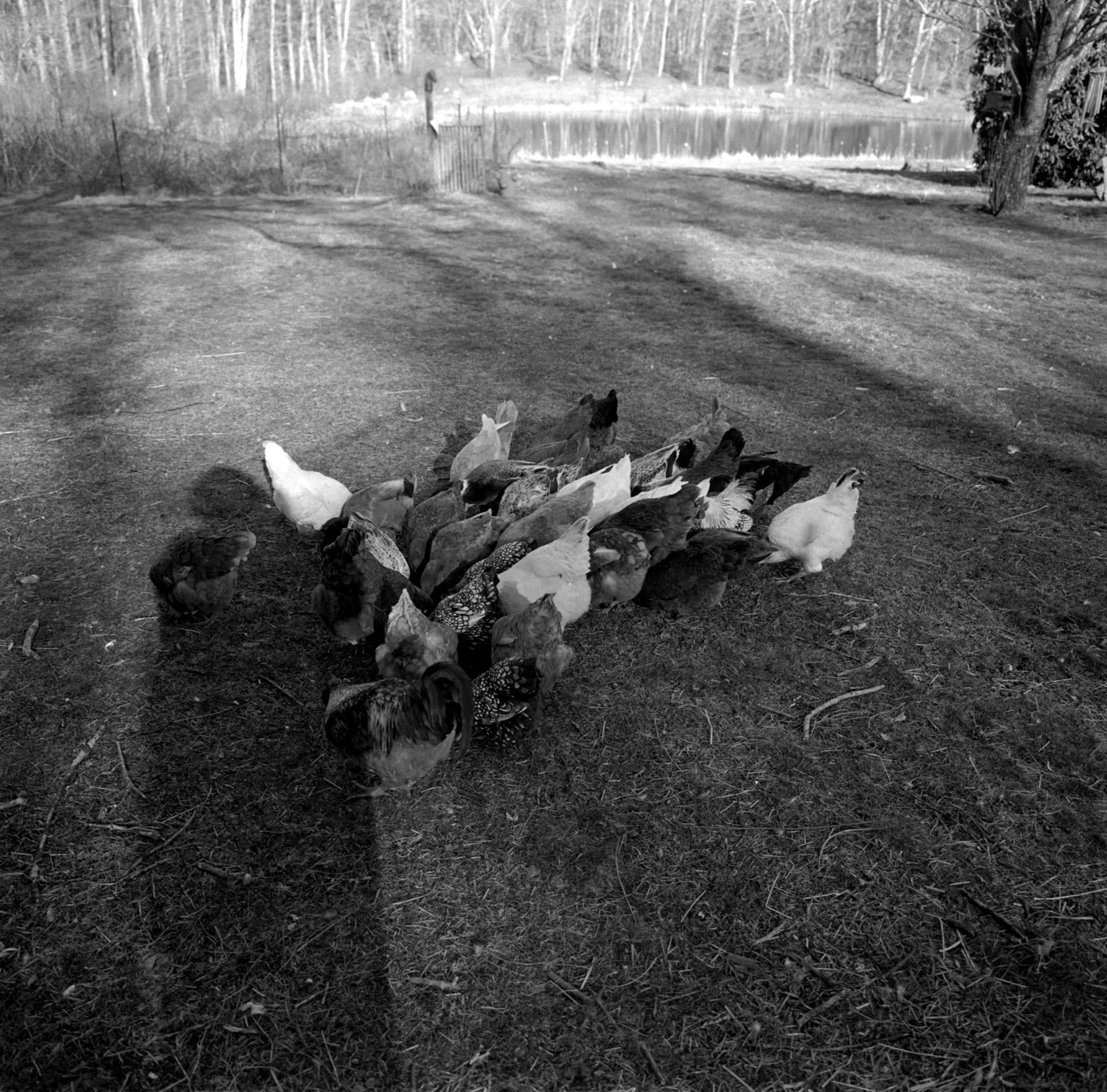 Sunstone Farm Chickens