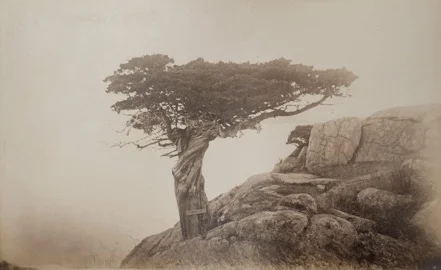 Umbrella tree at Smith’s Point (second view) Photograph by Marian Hooper Adams, 1883.