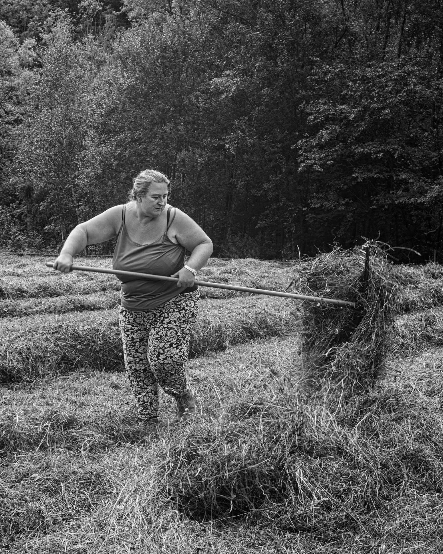 hay raking, near tirano