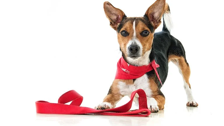 Paws with a Cause