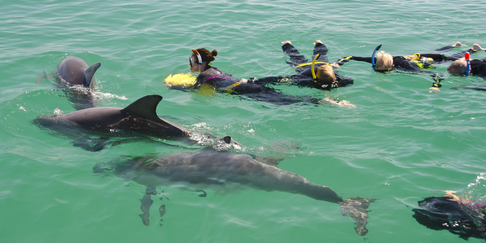 Swim with Wild Dolphins top side.jpg