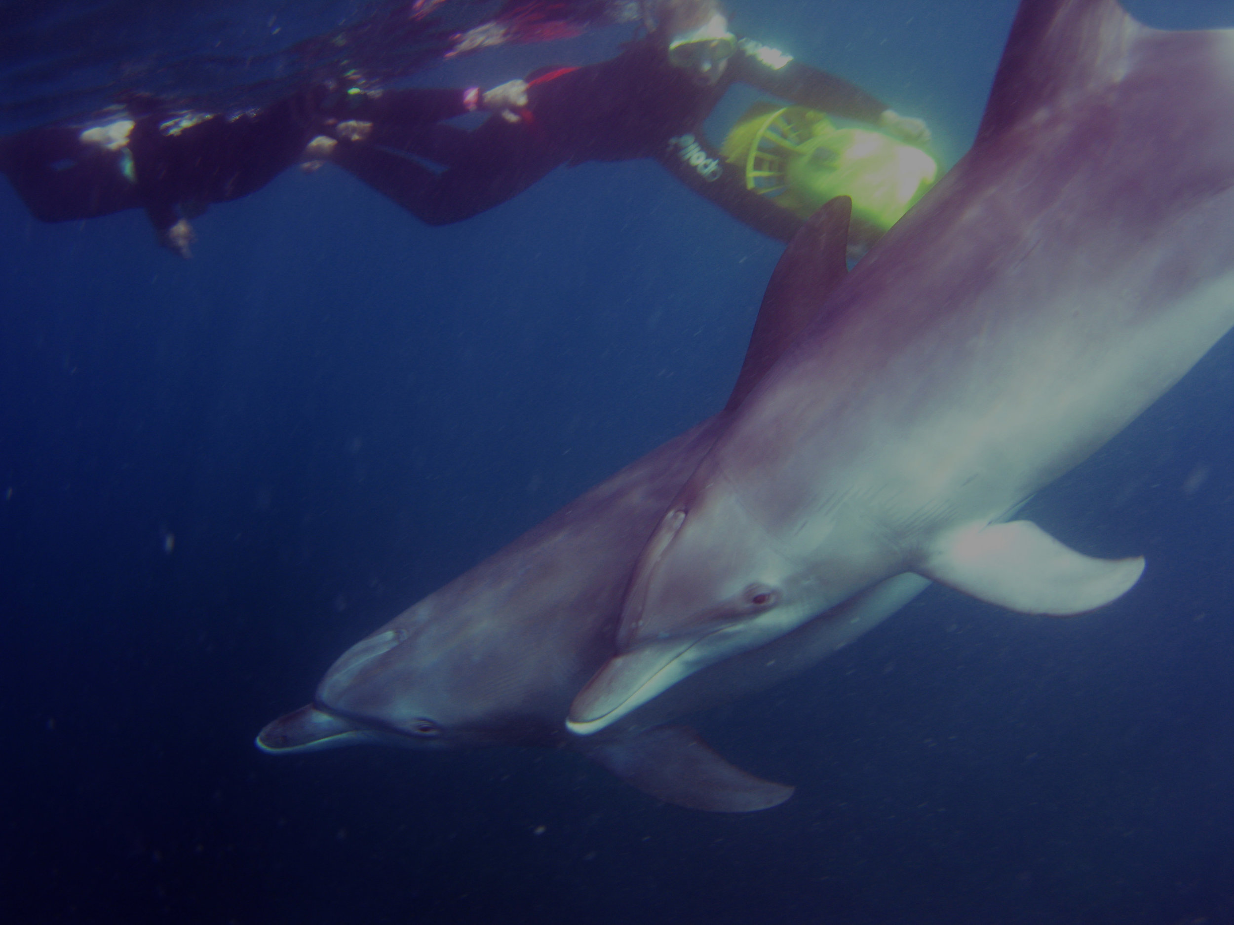 Dolphins under swimmers copy.jpg