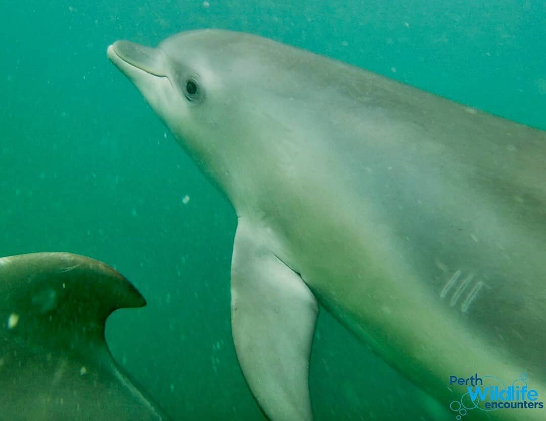 We are loving these magic moments beneath the surface with our friendly local dolphins.🐬 Been on an adventure lately? Join us for this incredible encounter and share an #adventure of a lifetime. Our autumn #dolphin swims inspire a boat full of beami