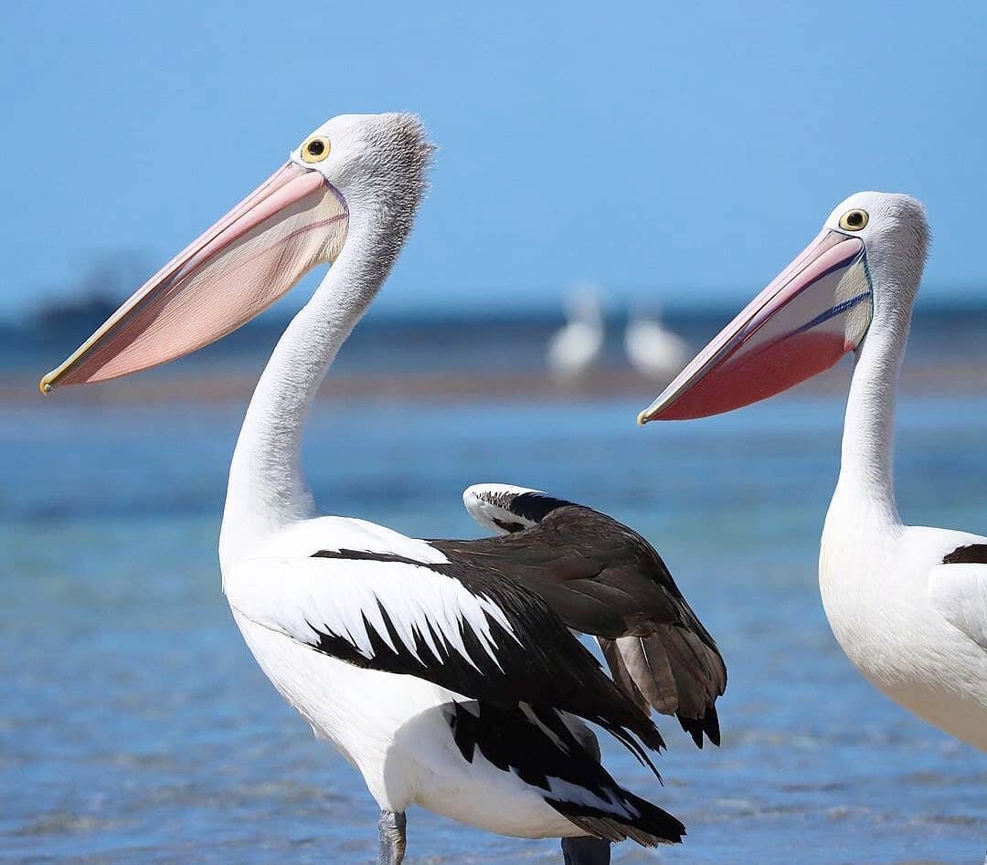 A weekend spent hanging with the wild locals on Penguin Island! 🐧 Love wildlife? Enjoy spectacular beaches? This incredible island is an adventurers dream! 
@melanieslay captured this beautiful snap of the majestic pelicans that call this vibrant na