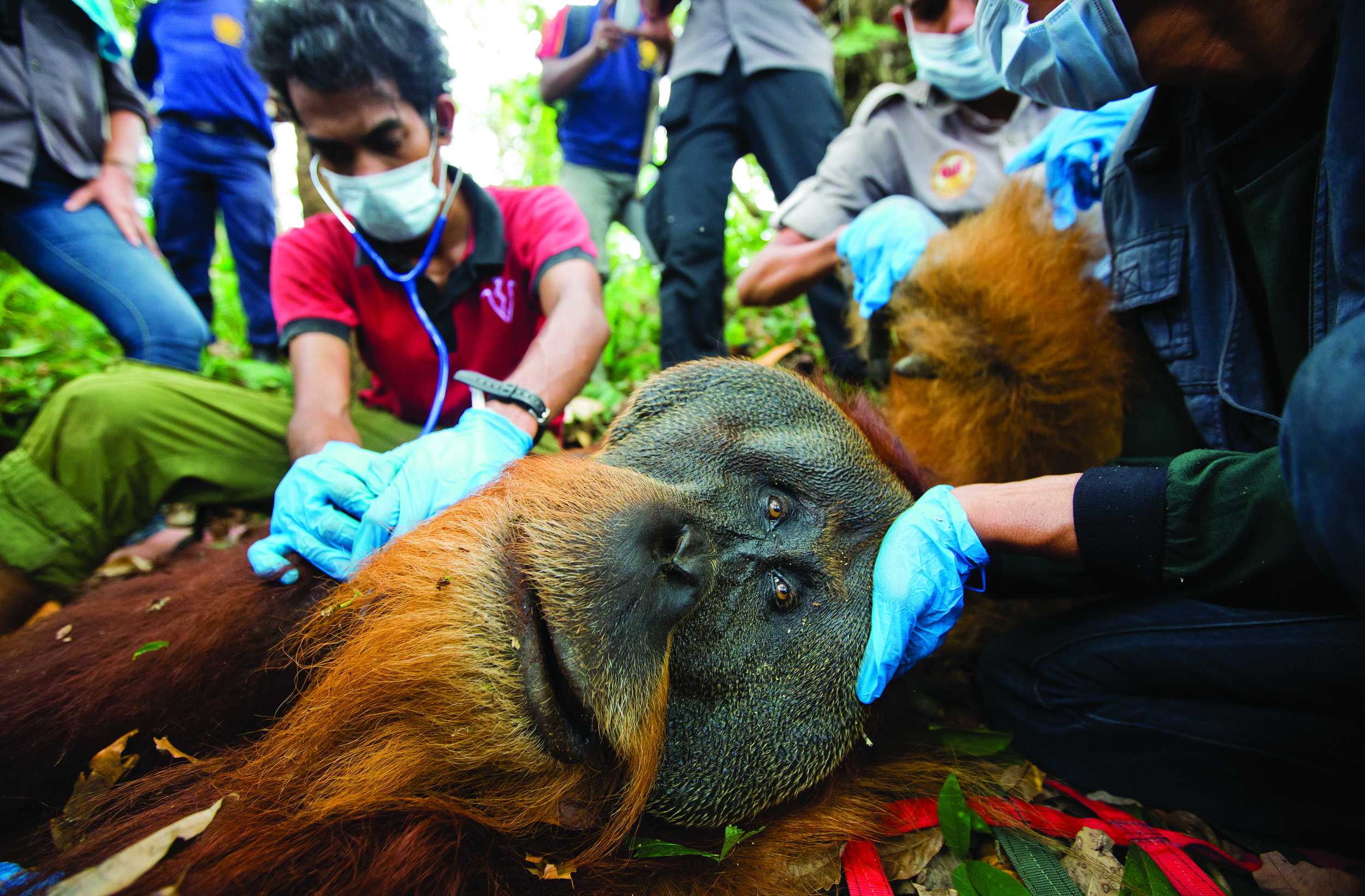 Orangutan rescue-PaulHilton.jpg