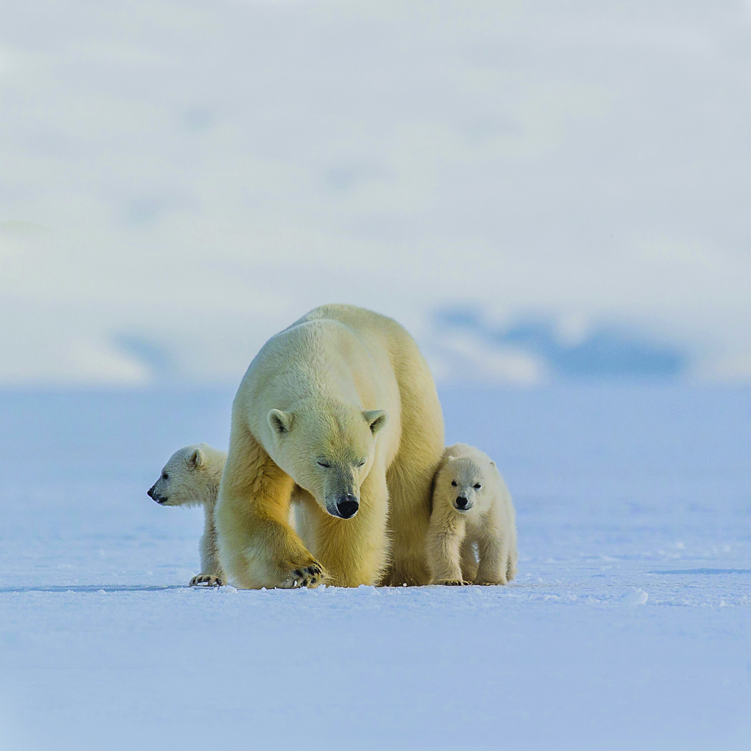 * Polar bear mother & two cubs_6323_2.jpg