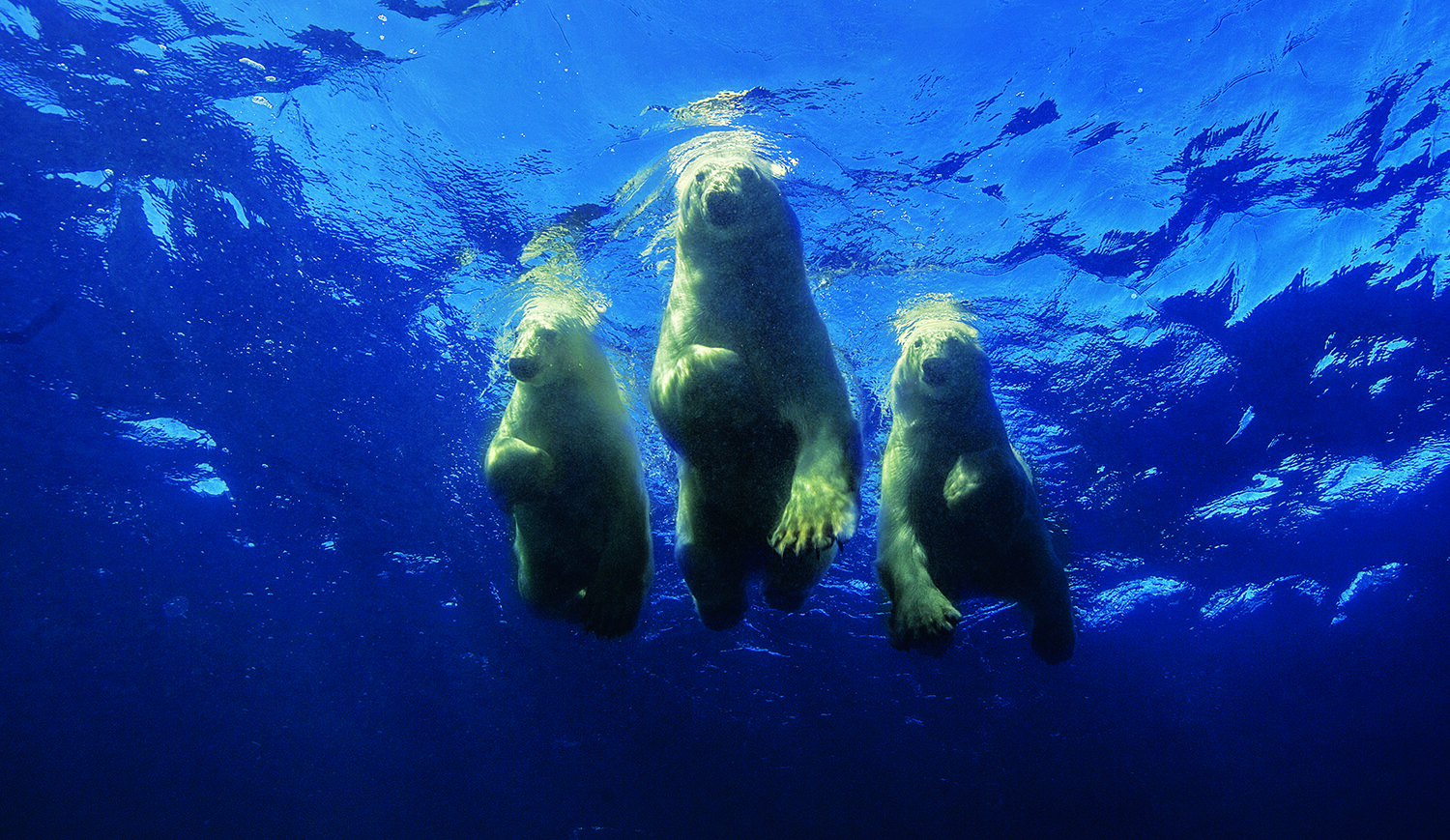 Polar bear family swim_II_9918cw_Alt.jpg