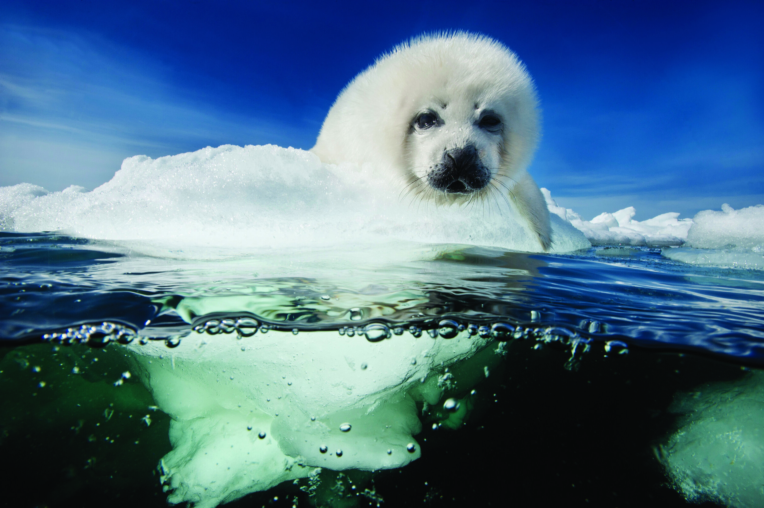 03584 harp Seal pup MM8040_110315_00806 Doubilet DPI 300.jpg