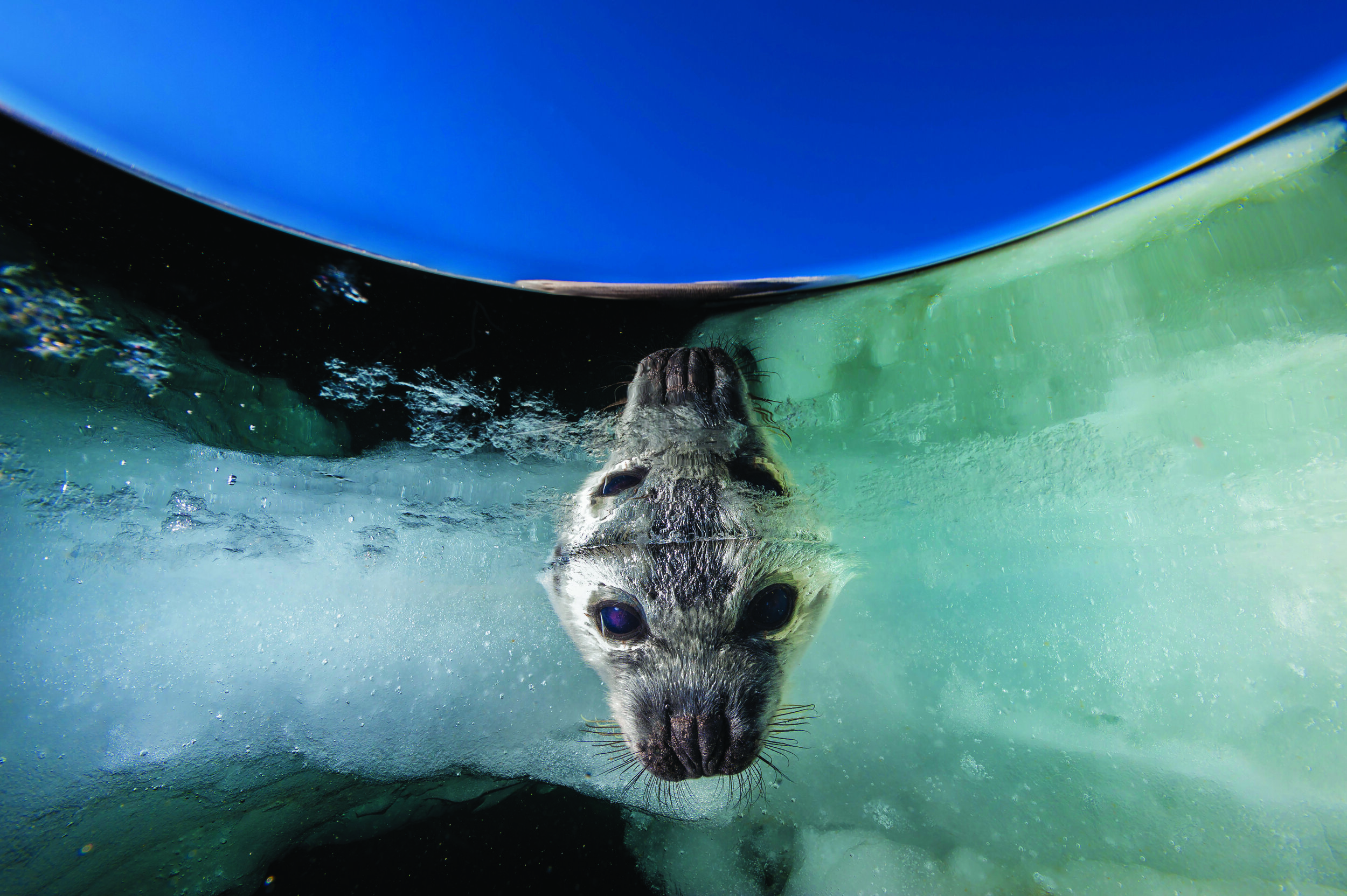 03618 HARP SEAL PUP peering for mother  Jennifer Hayes DPI 300.jpg