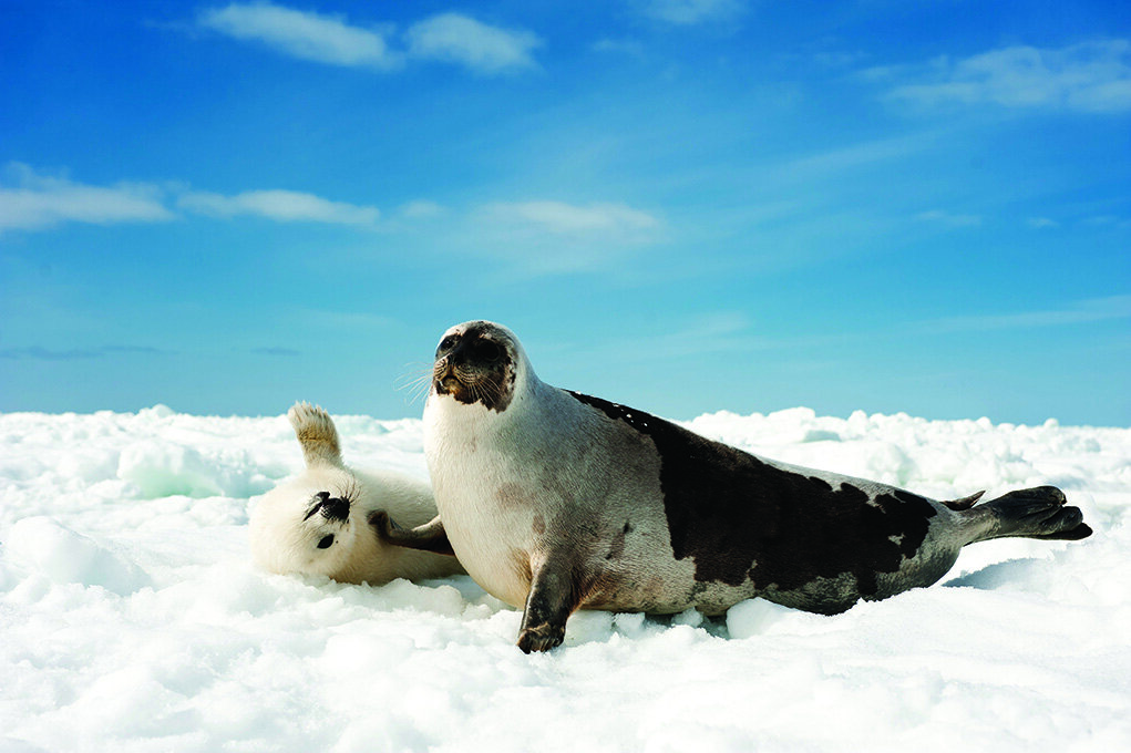 04012 Mother and pup harp seal by J Hayes MM8040_110314_00191 DPI 300.jpg