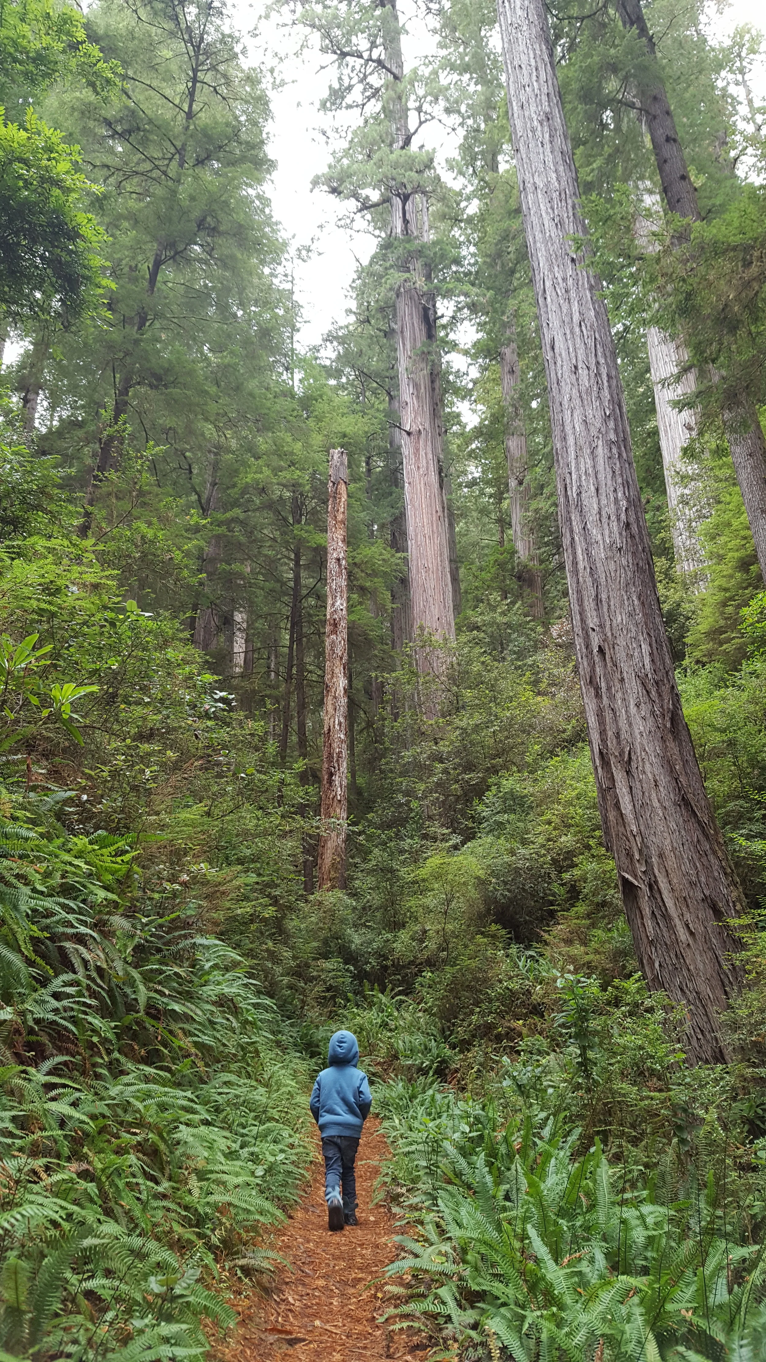 Bennett cruising among some of the smaller (but tall!) redwoods.
