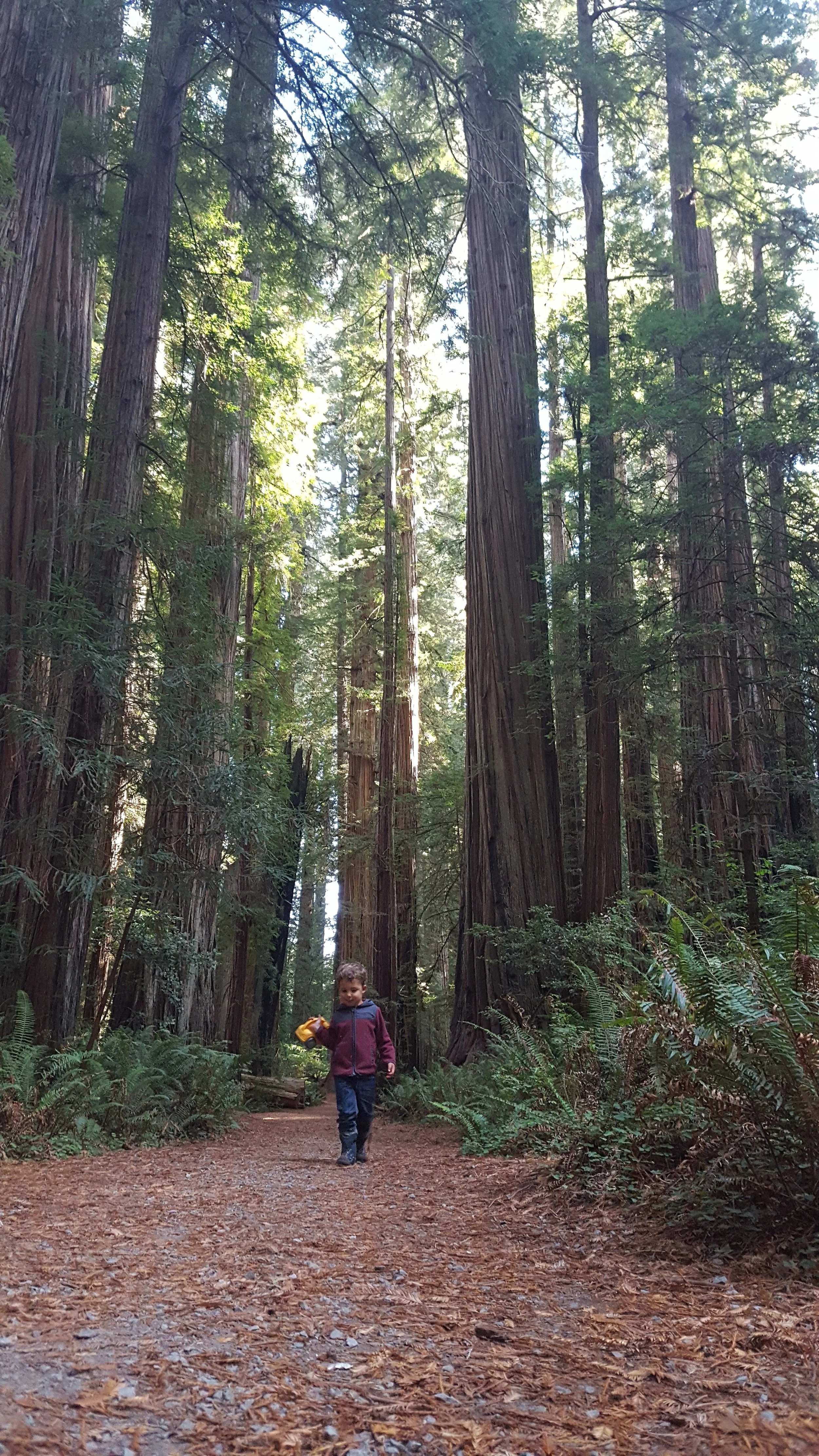 Reid feelin' groovy with his scoopin' truck and redwood trees.