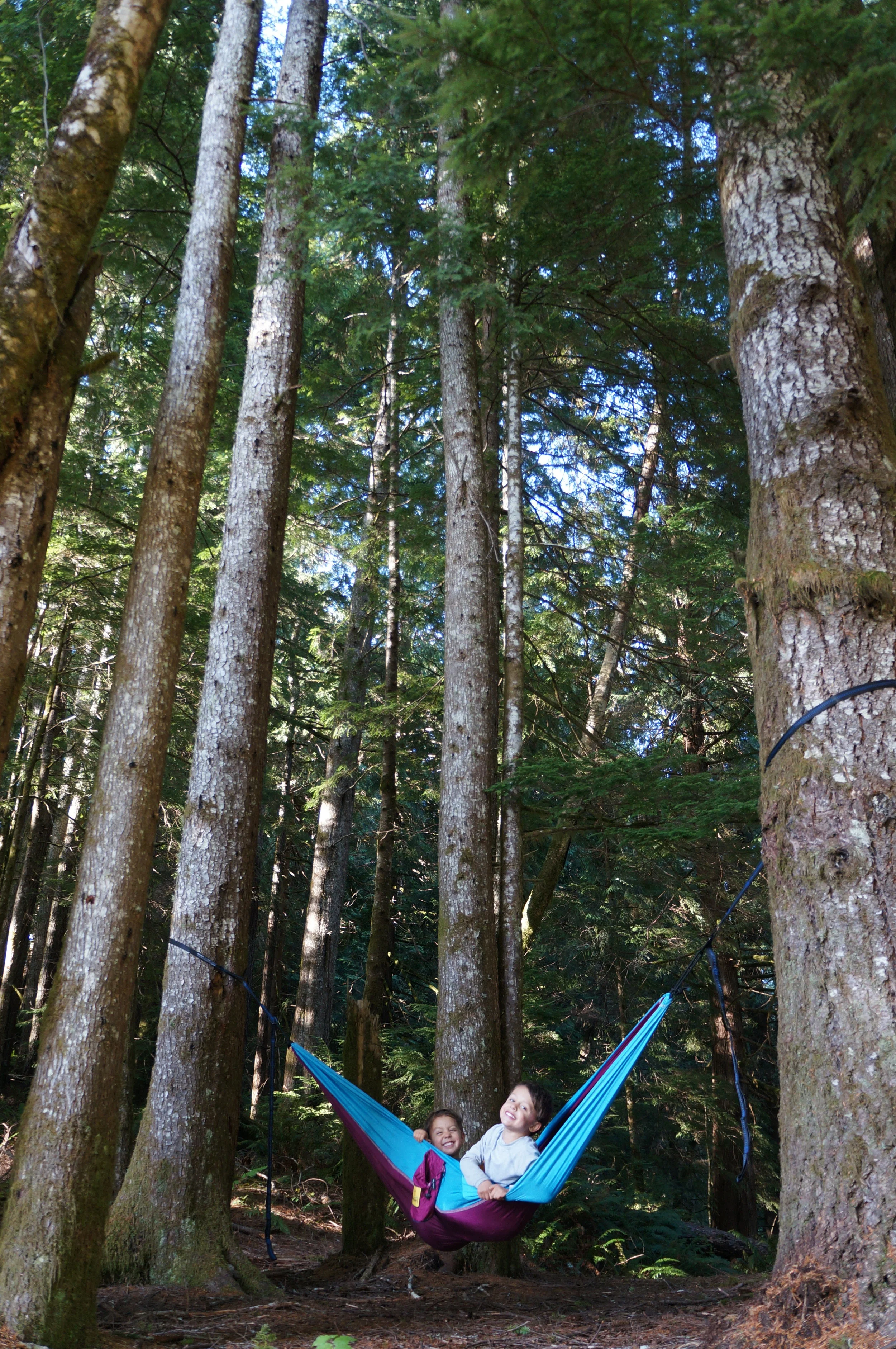 suislawnationalforest.jpg