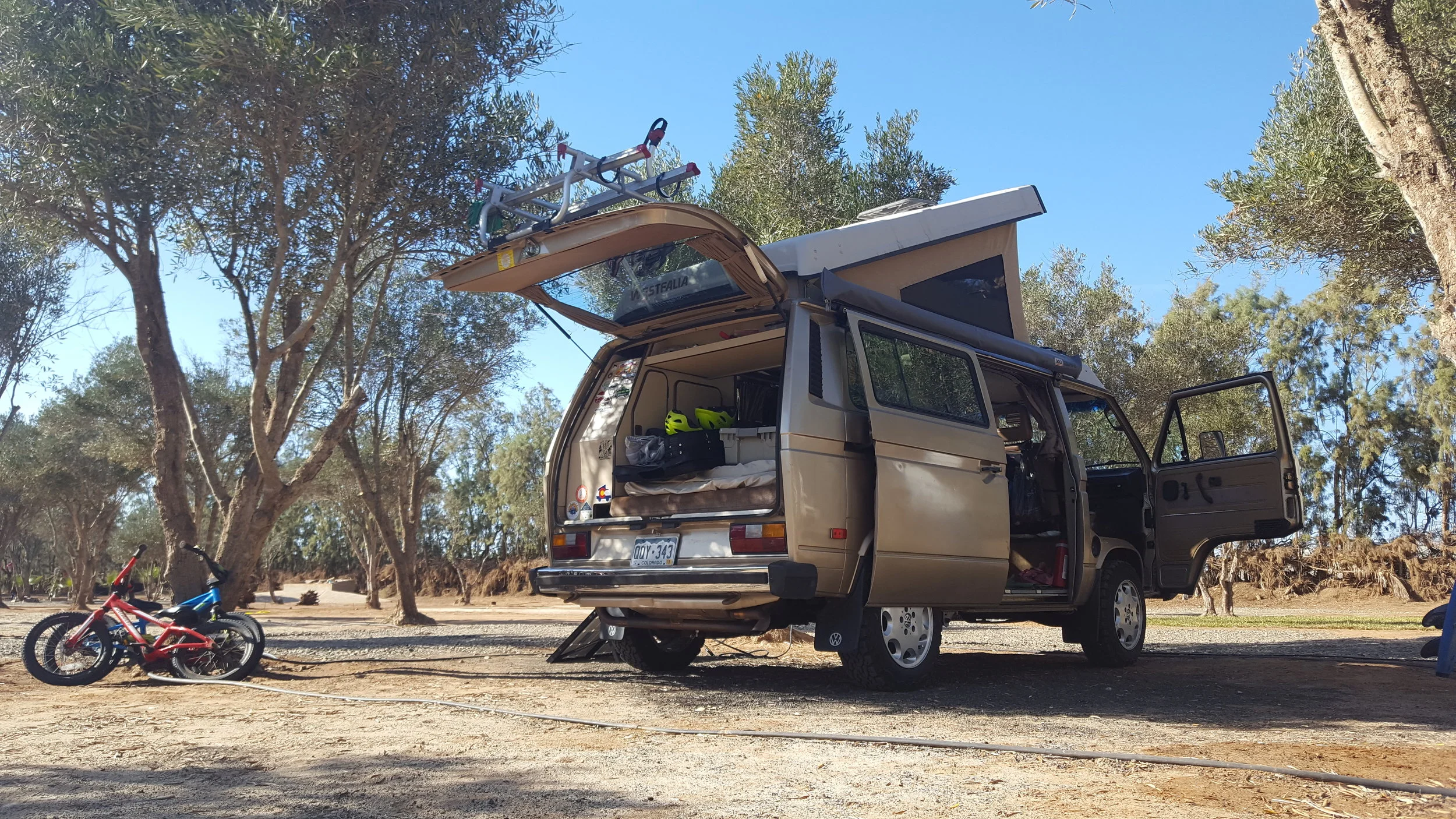 Spud among the olive trees at Los Olivos, Baja California.