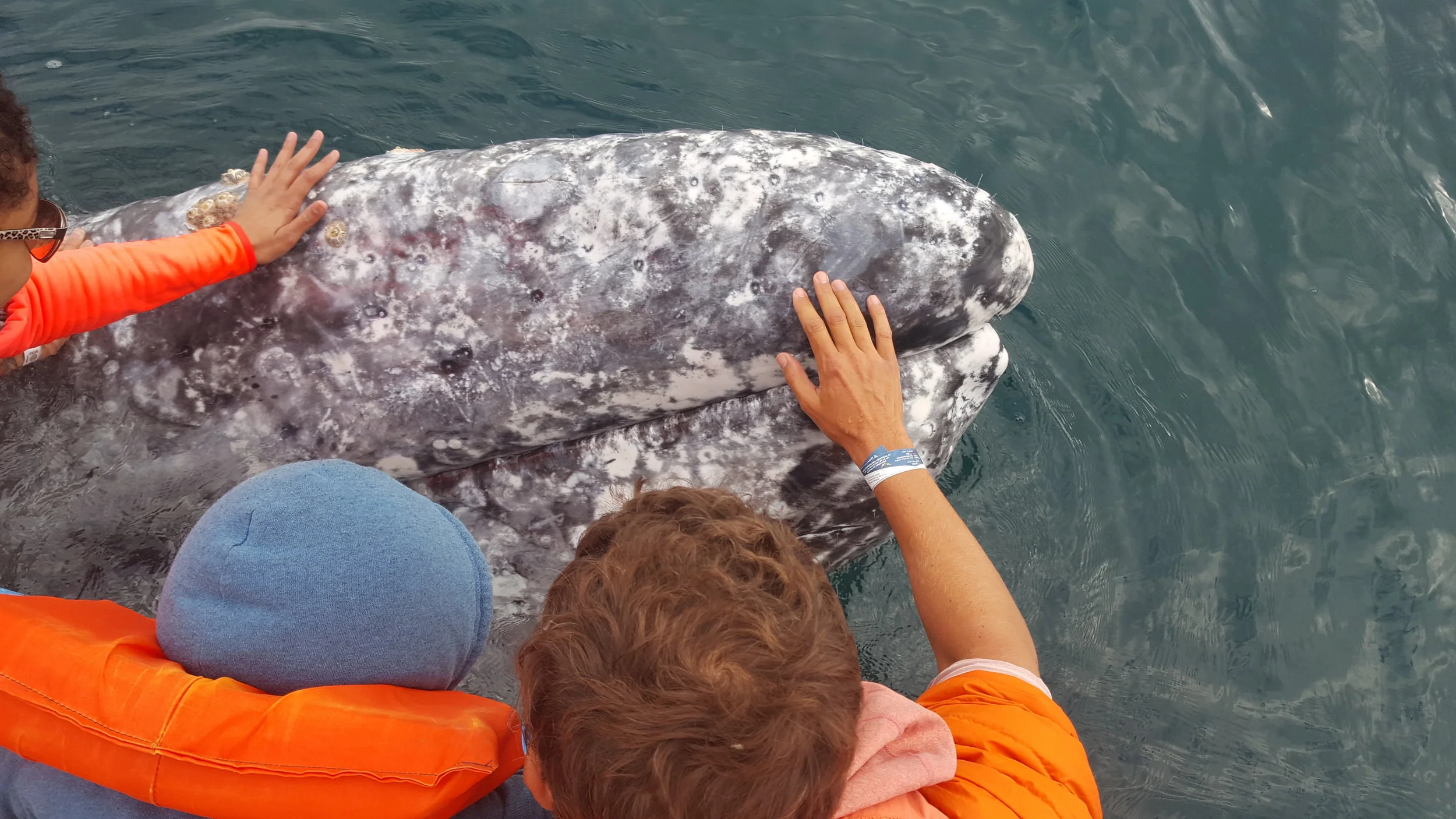 Bennett and Chip's initial meeting with our friendly male whale. He hung around our boat for close to twenty minutes. I can't count how many times we were able to touch him.